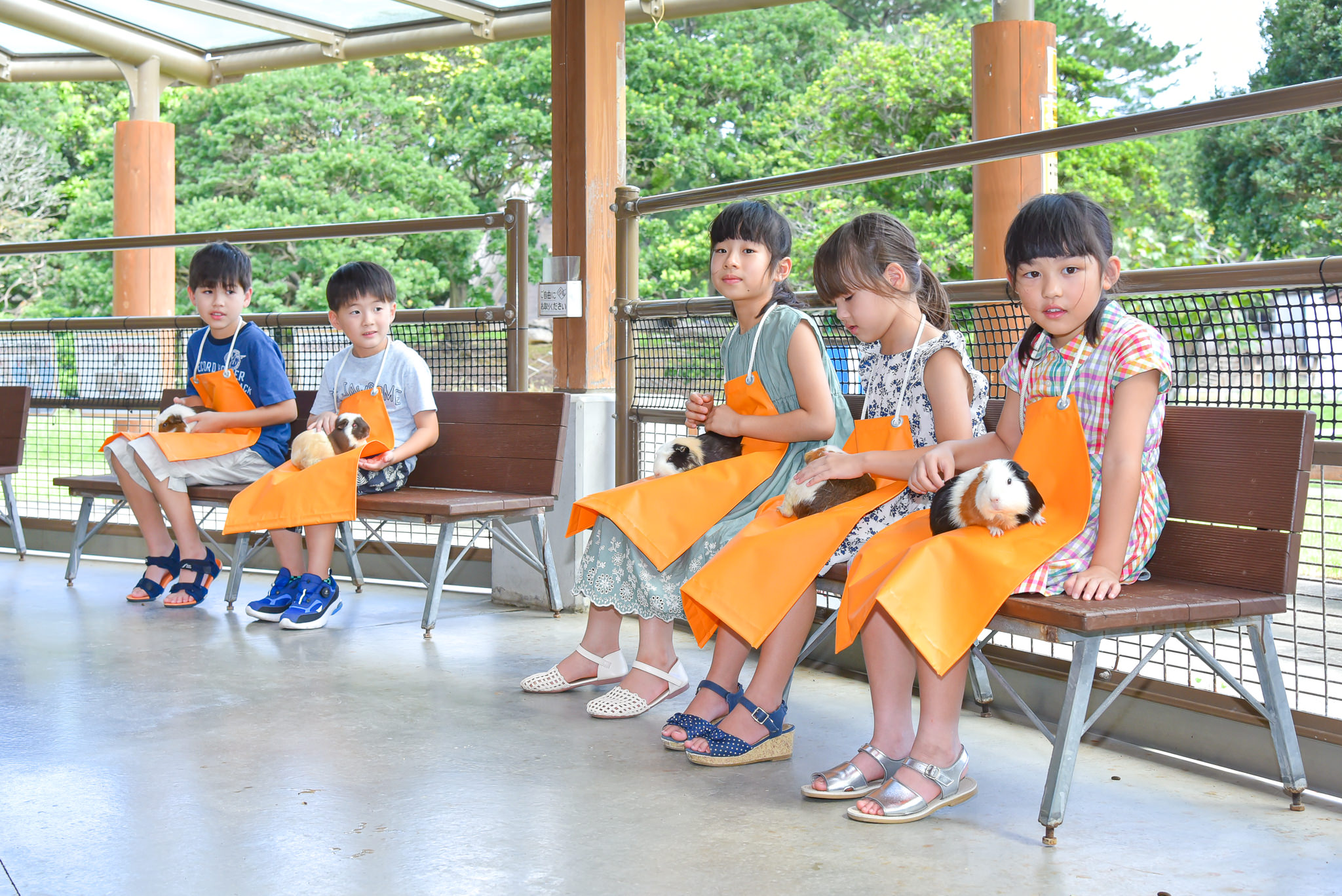 モルモット抱っこ体験