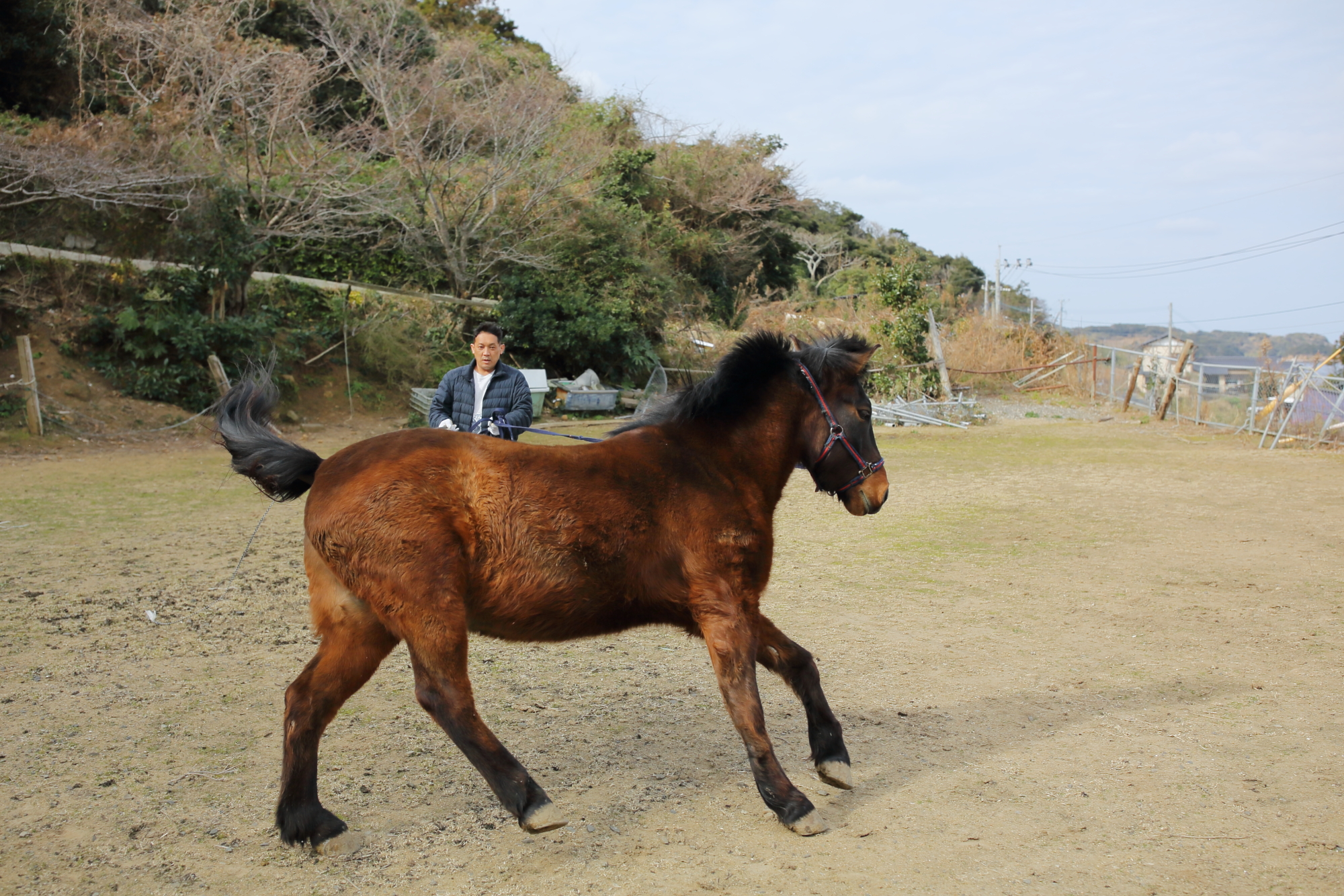 対州馬