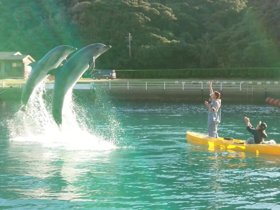 イルカとカヤック