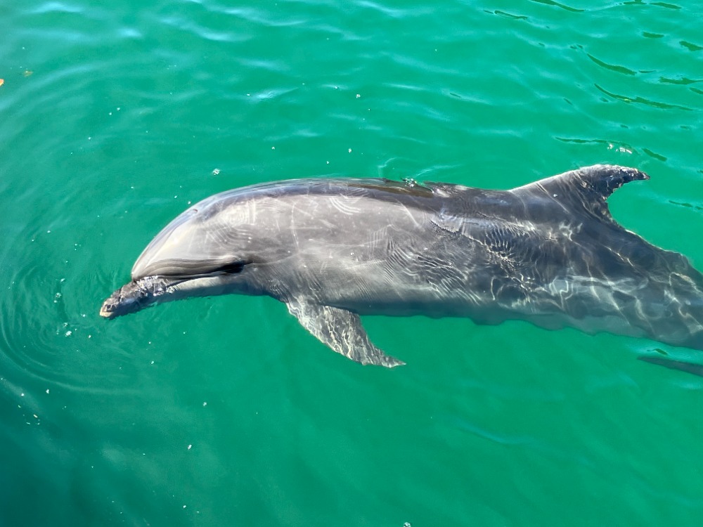 イルカパーク＆リゾート