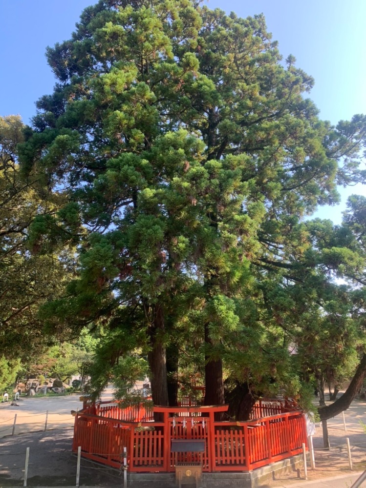 綾杉 ﾊﾟﾜｰｽﾎﾟｯﾄ