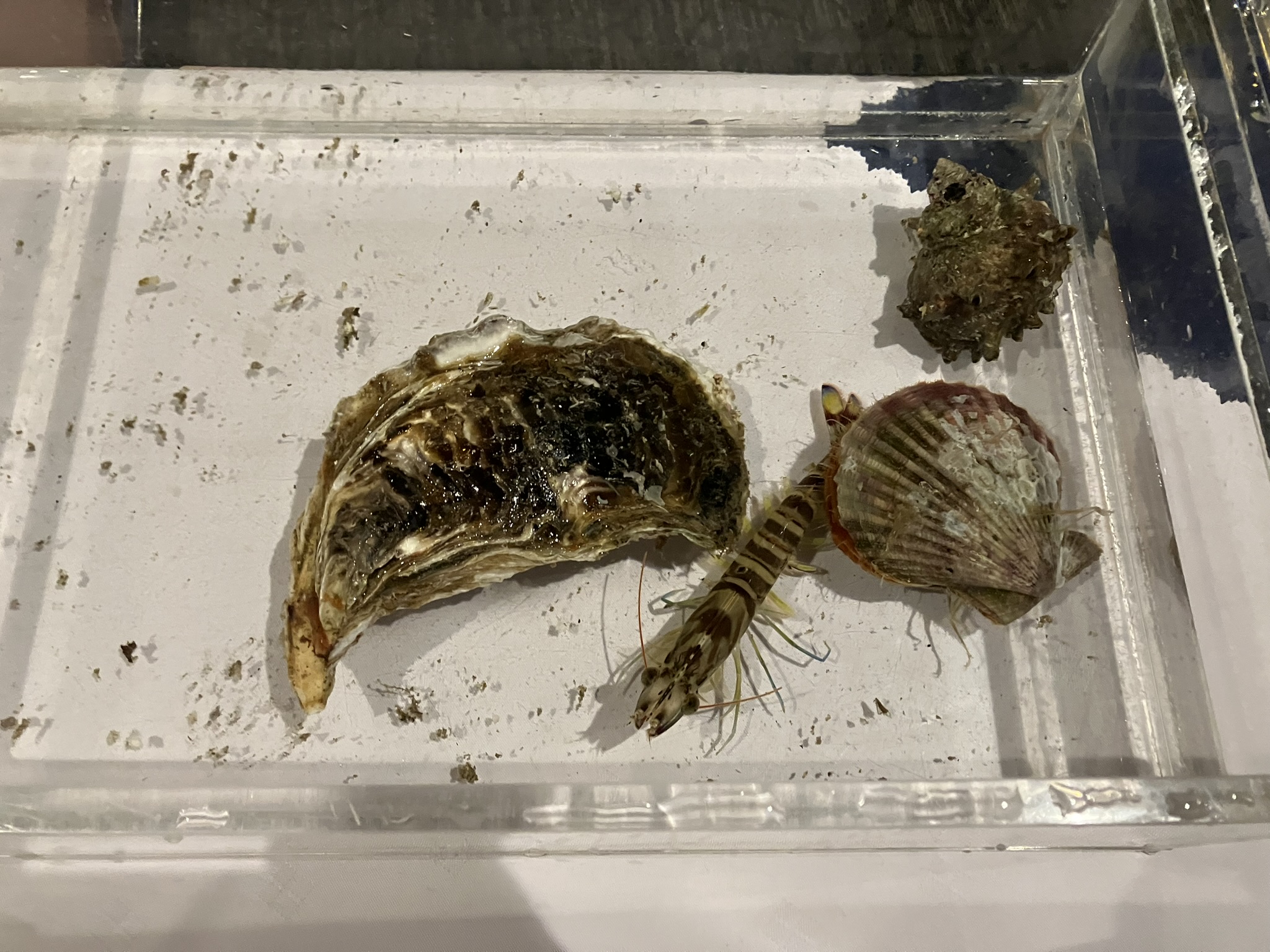 生きた魚貝を水槽に入れ持ってきてもらえます