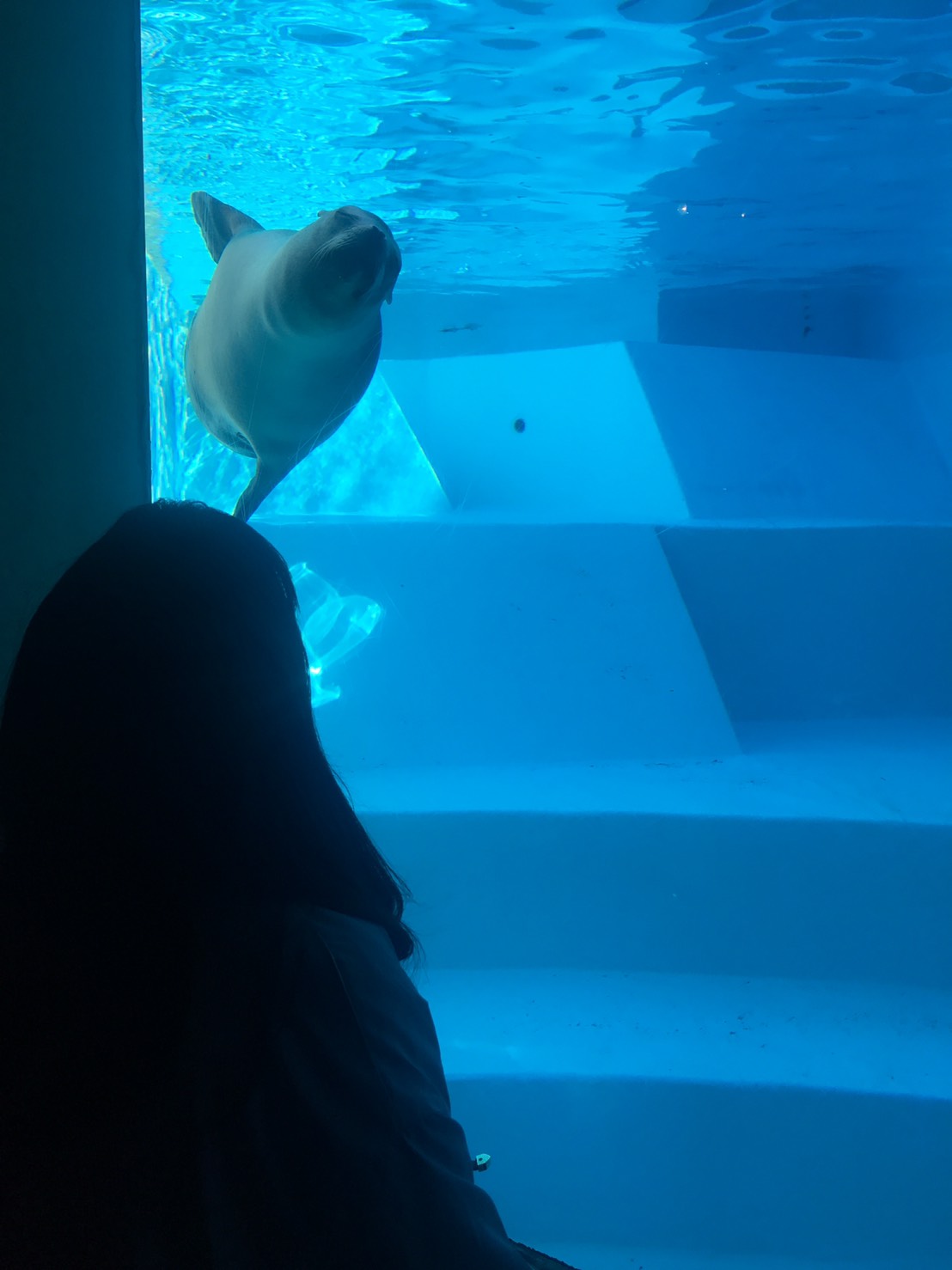 アザラシ