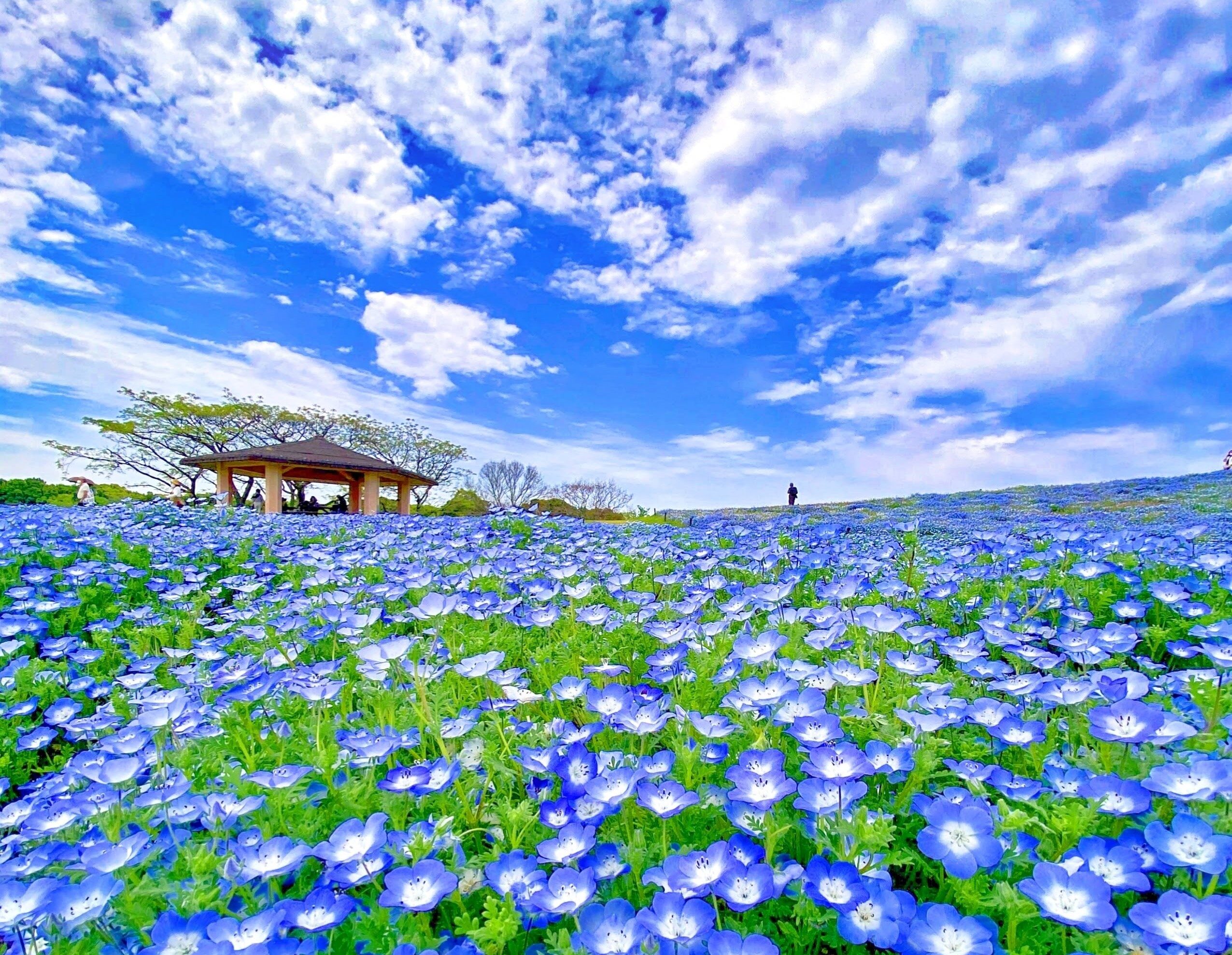 国営海の中道海浜公園