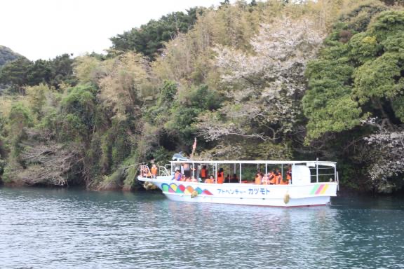 半城湾の海上山桜遊覧