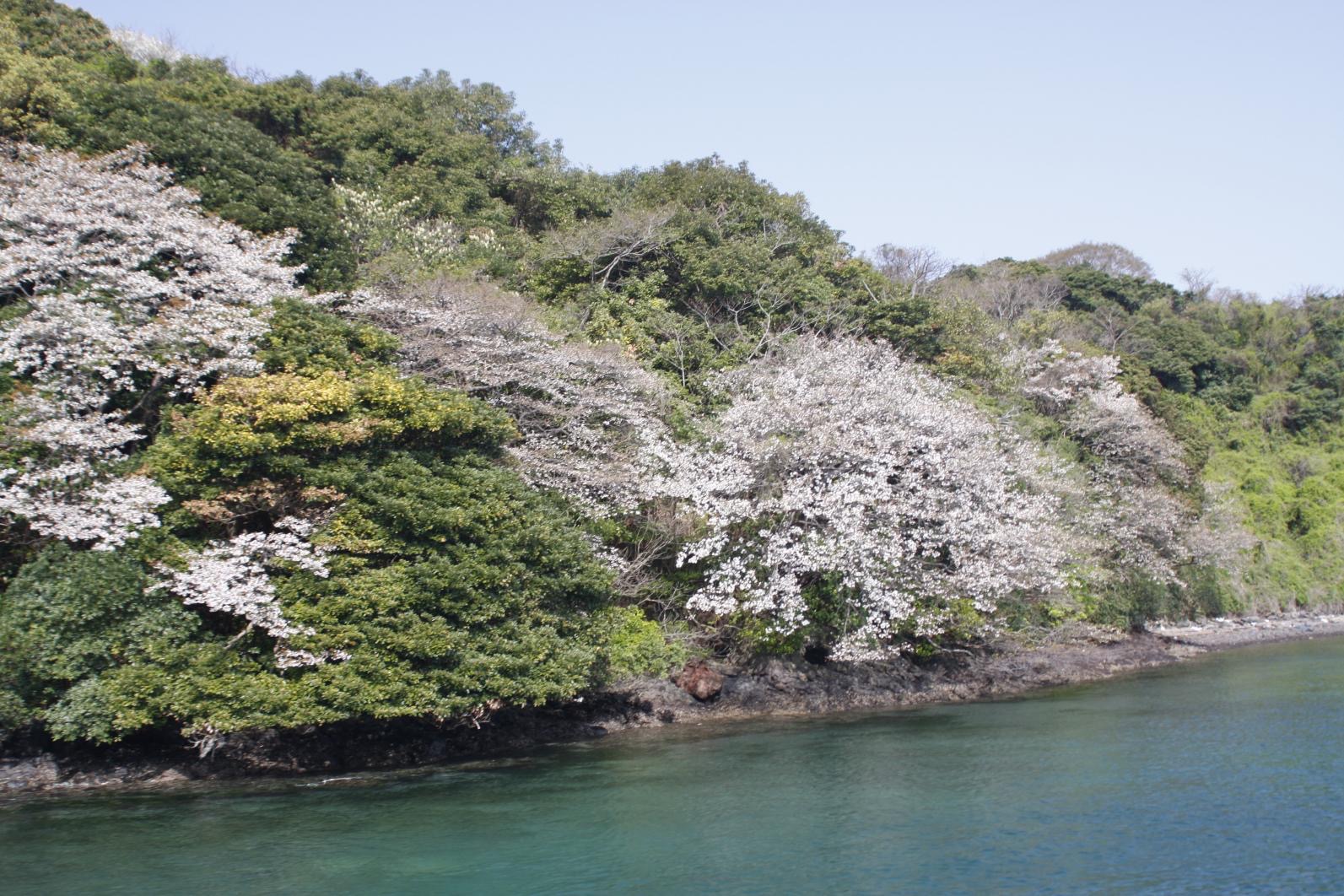 半城湾の海上山桜遊覧