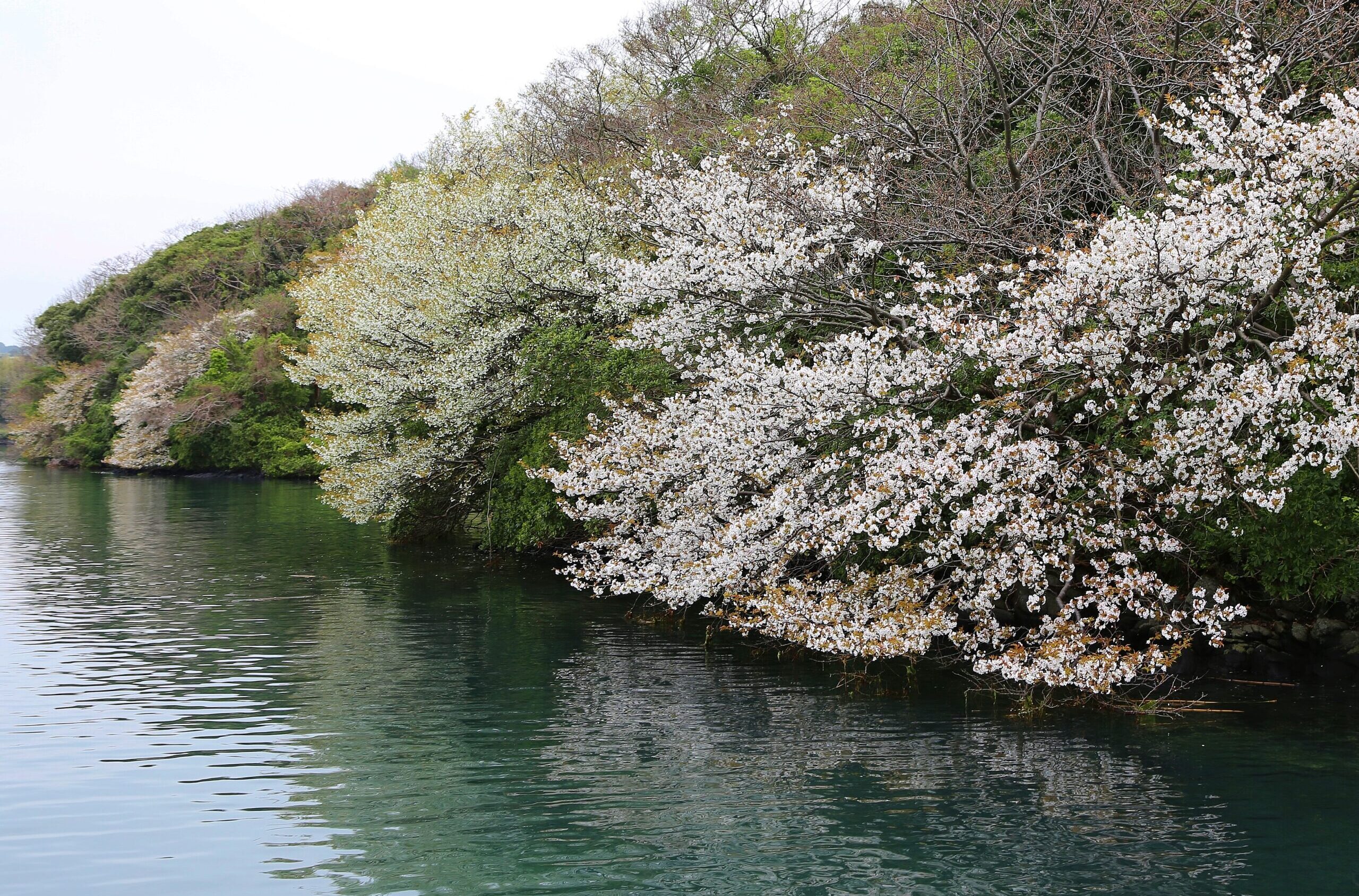 半城湾の海上山桜遊覧