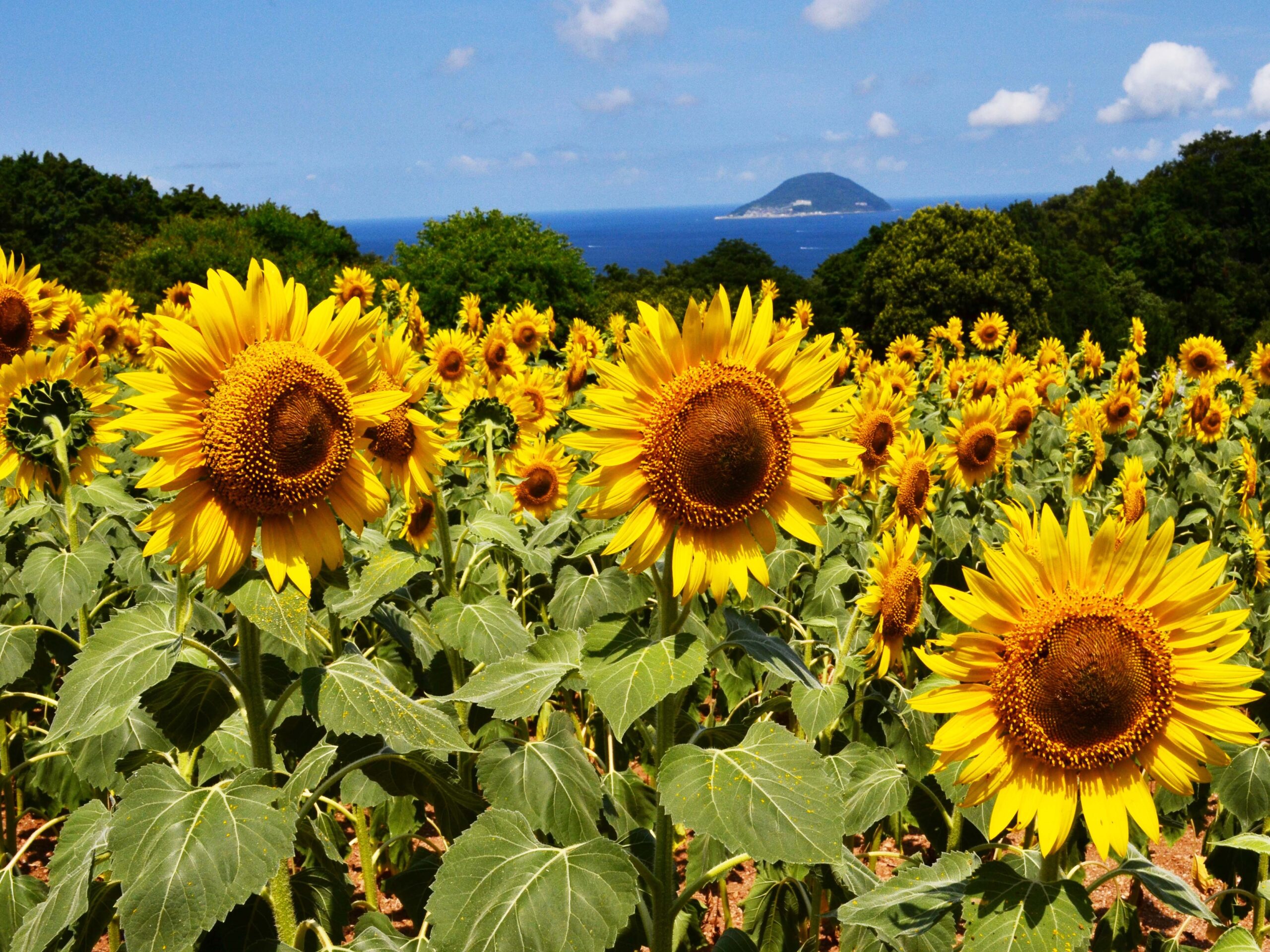 のこのしまアイランドパーク