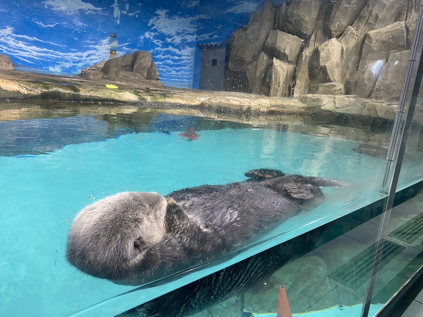 マリンワールド海の中道