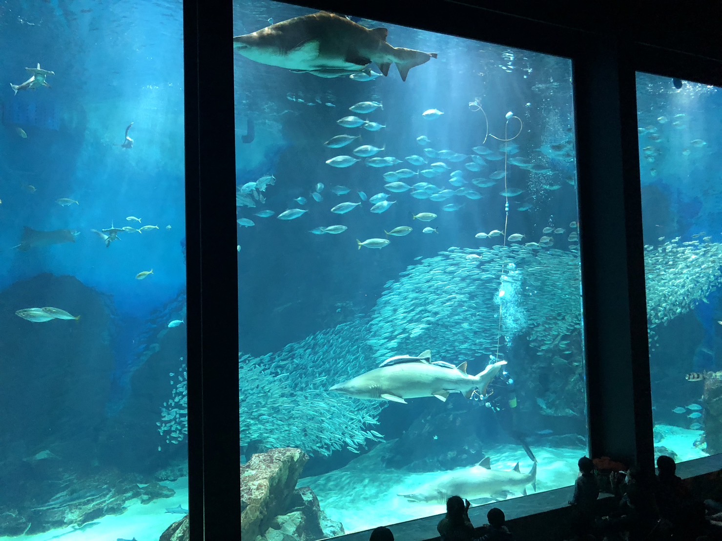 マリンワールド海の中道