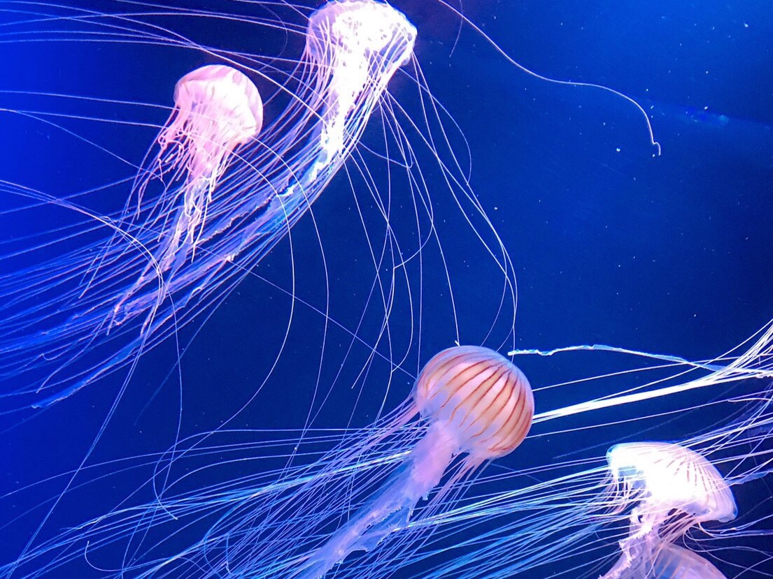 マリンワールド海の中道