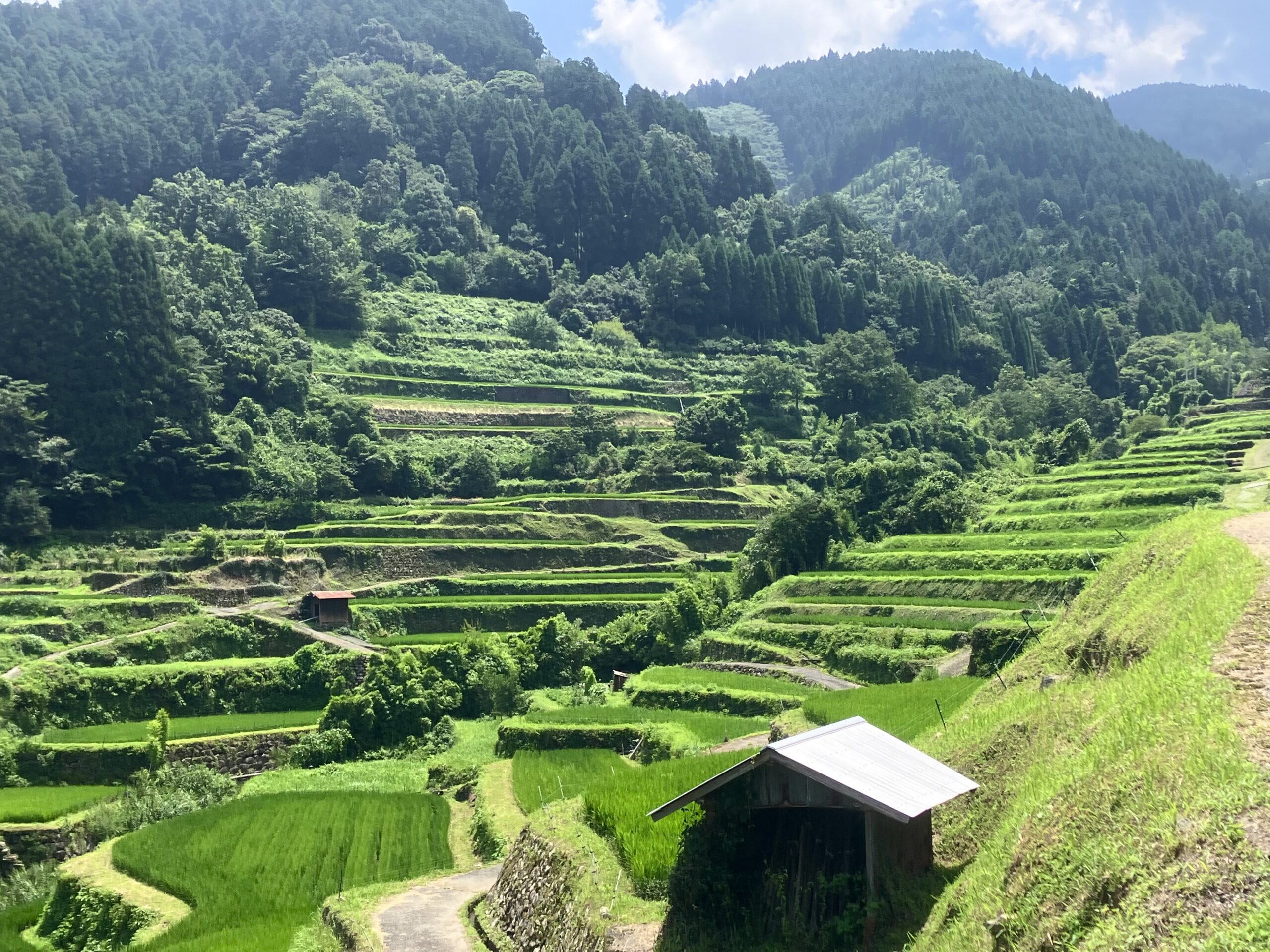 つづら棚田