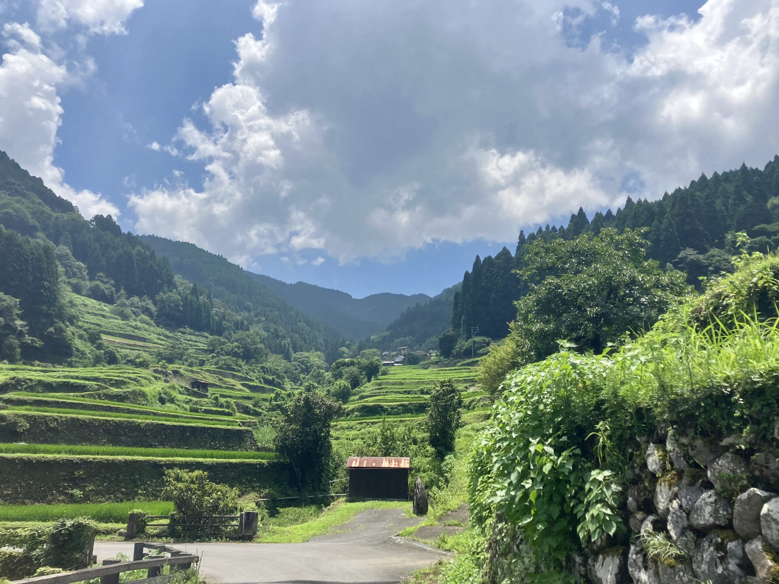 つづら棚田下から