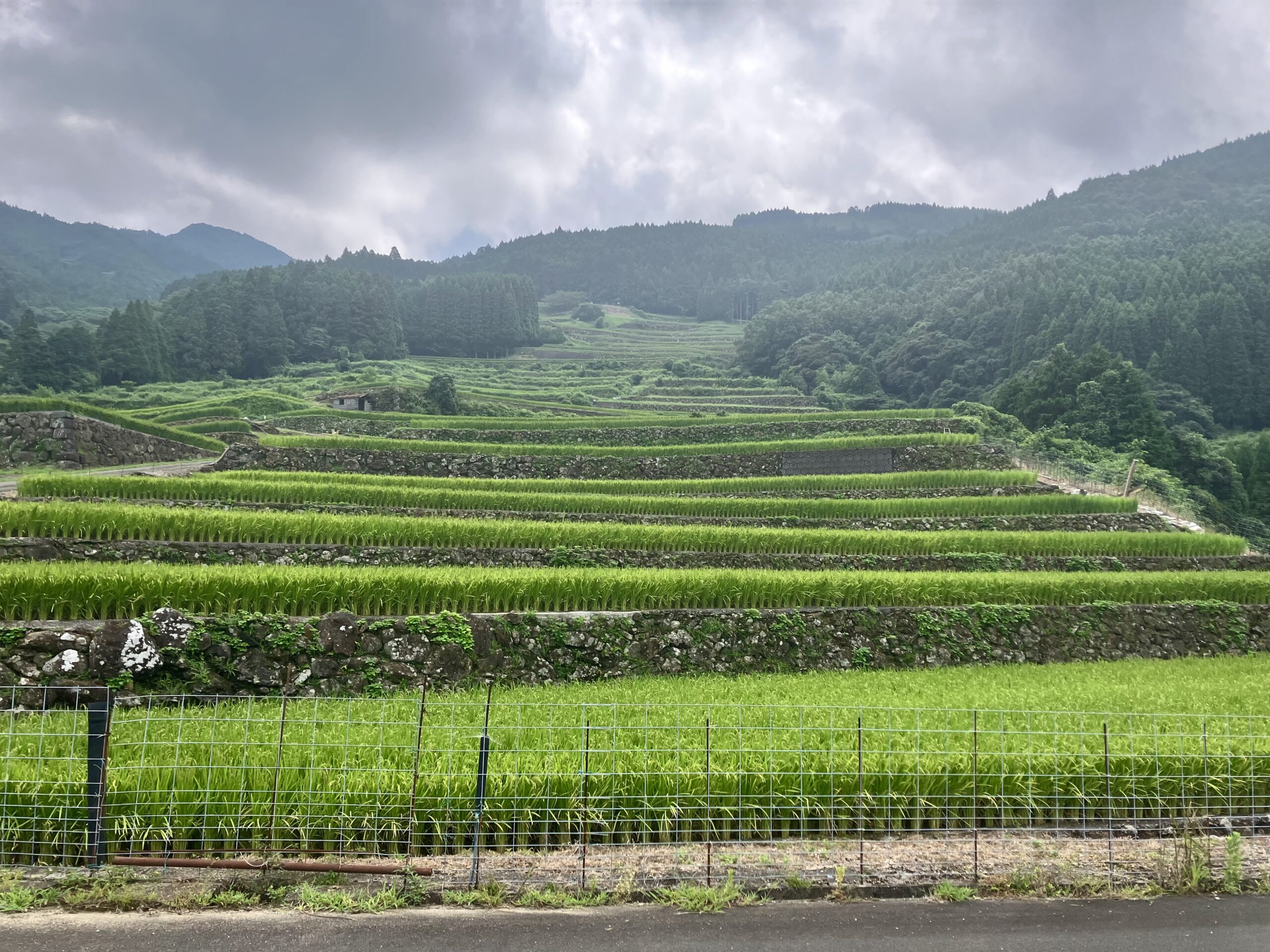 蕨野の棚田