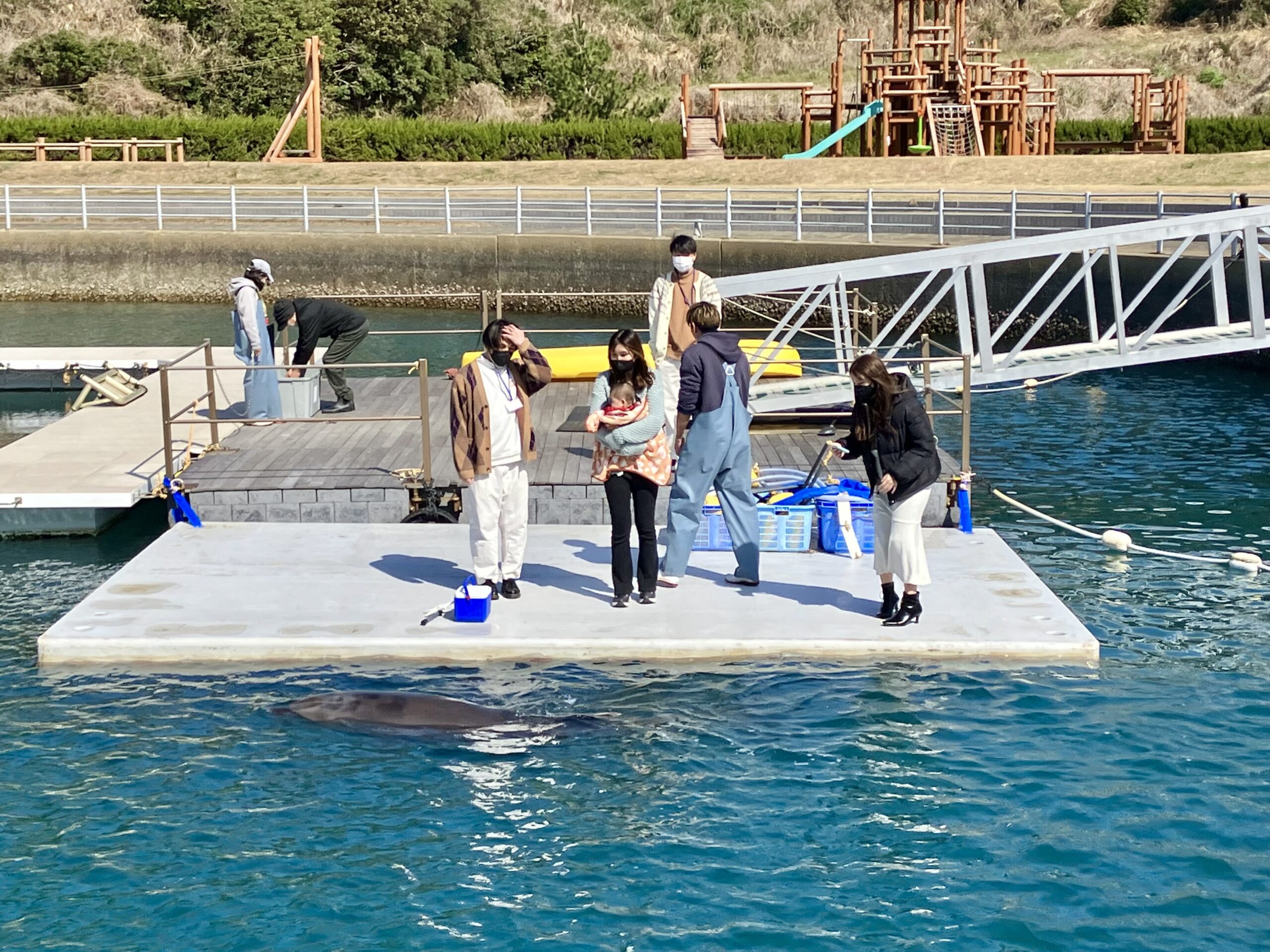 イルカと遊ぶ体験