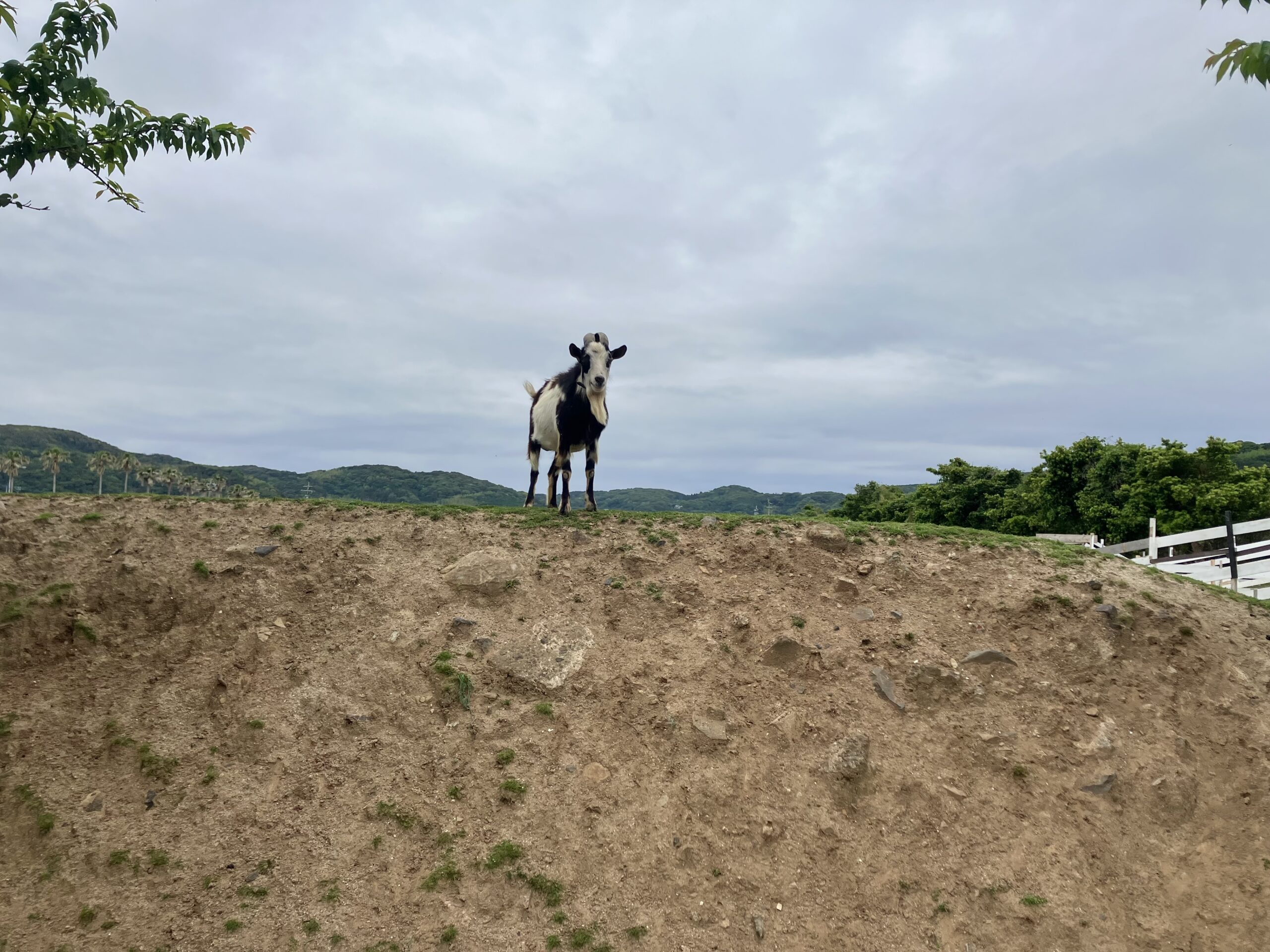 イオン横のヤギ