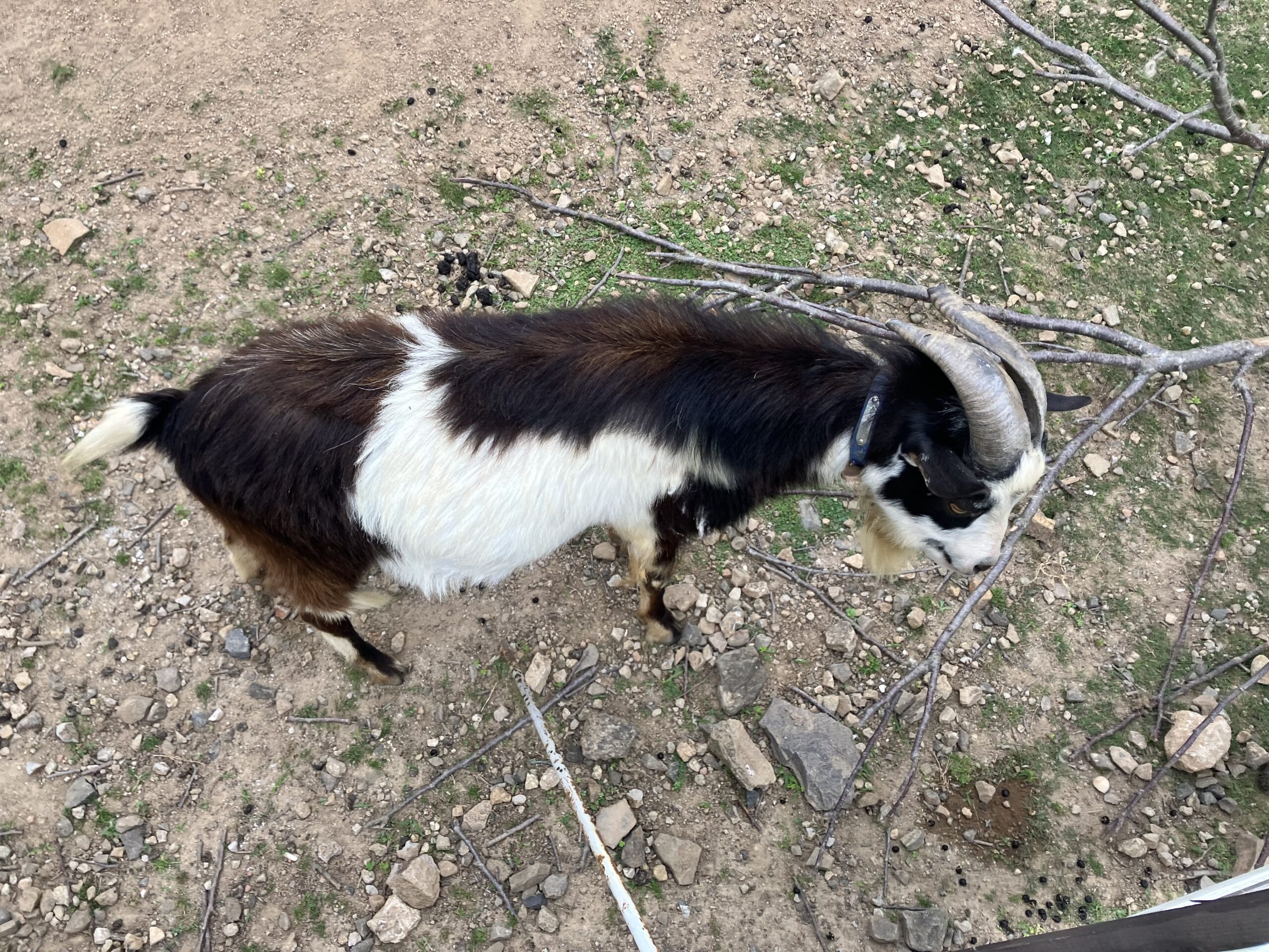 イオン横のヤギ