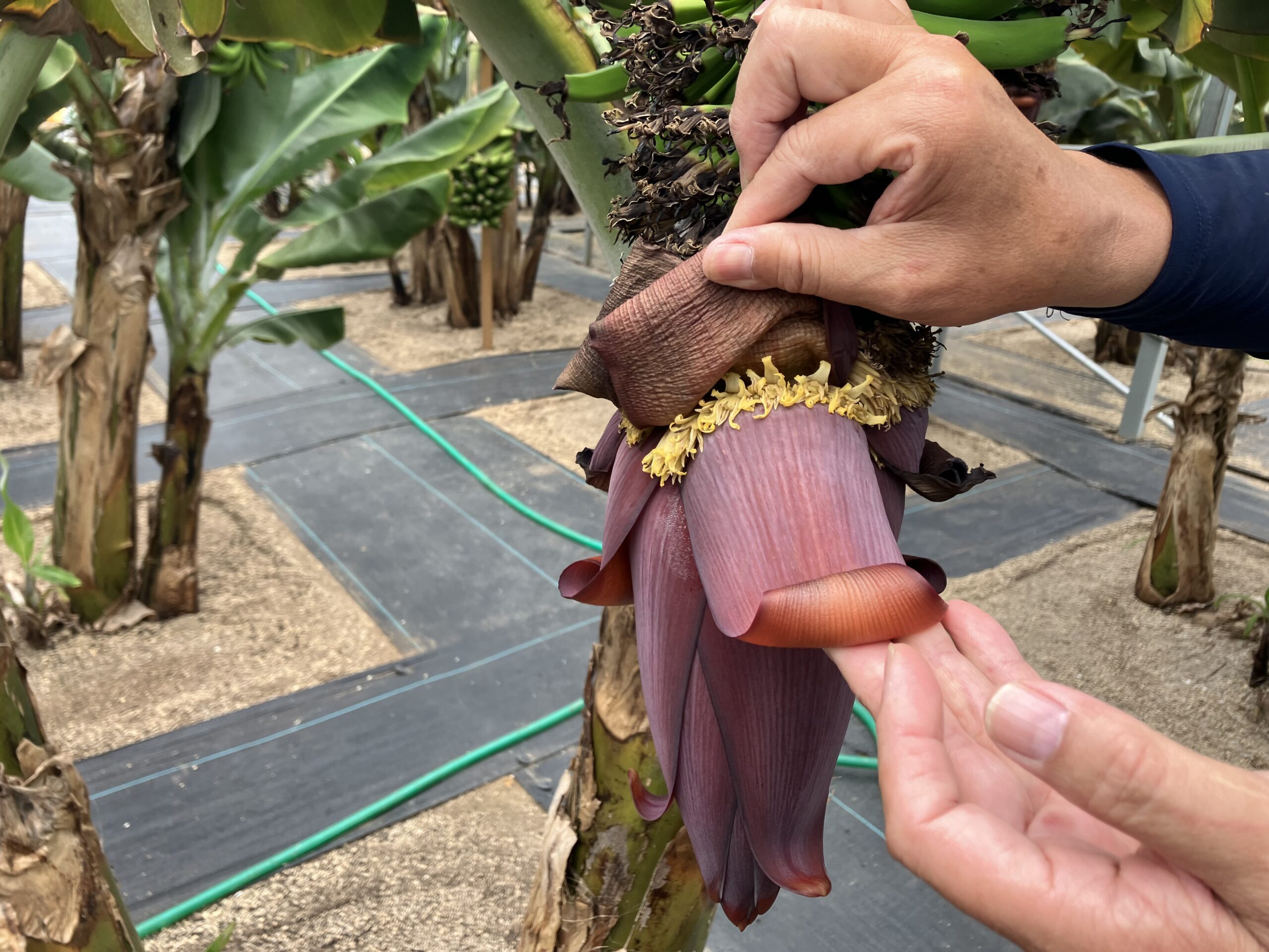 バナナ農園見学