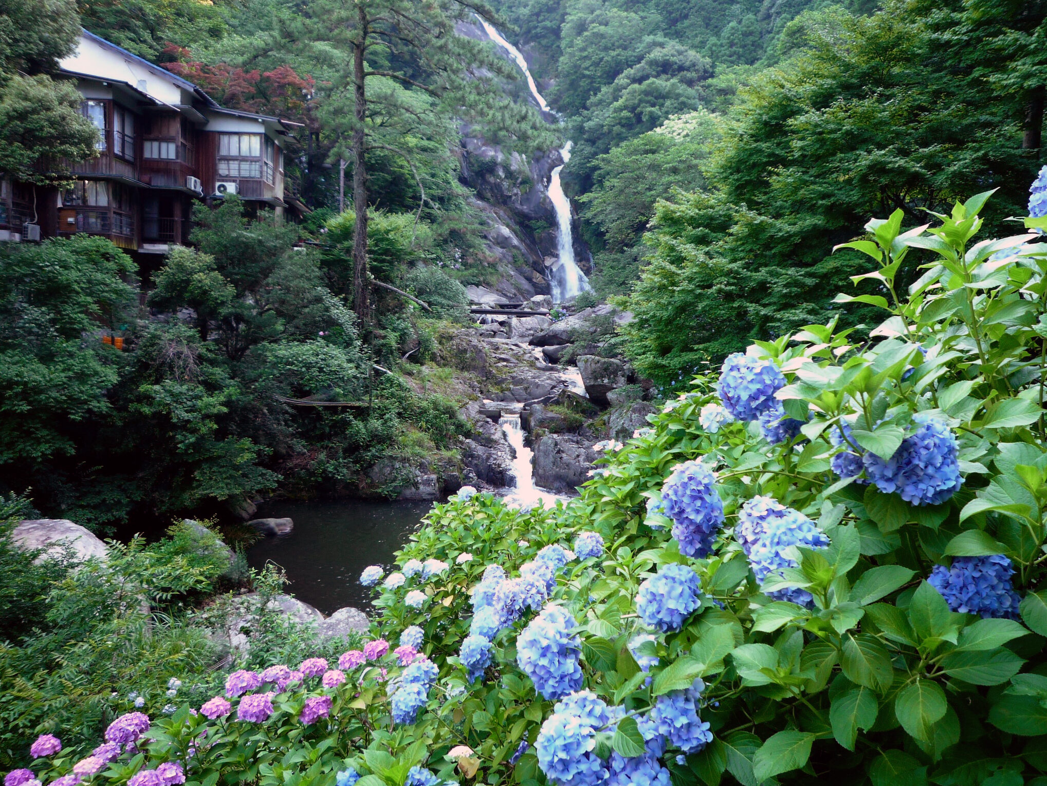 アジサイと滝