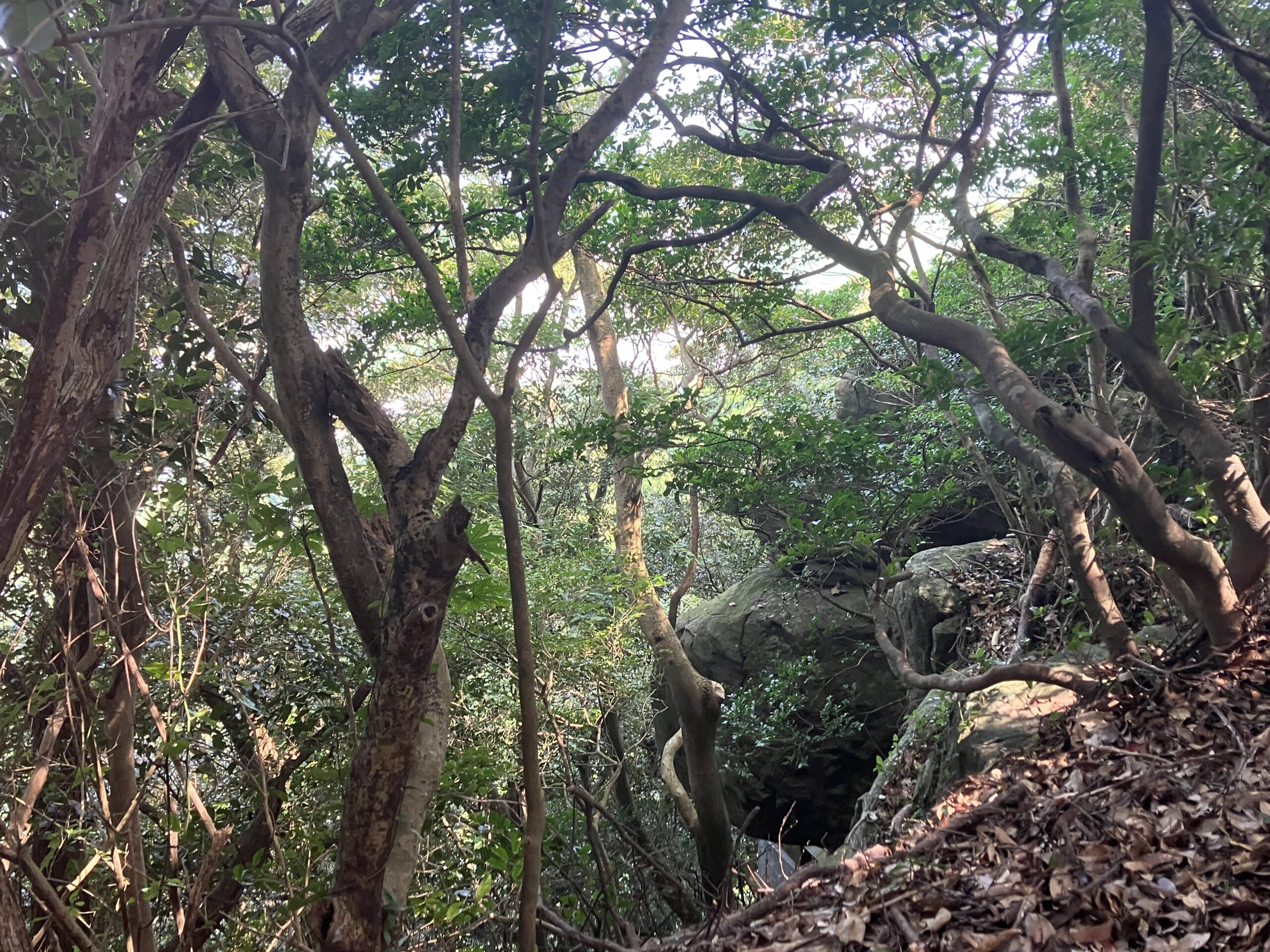 参道横の大岩と崖