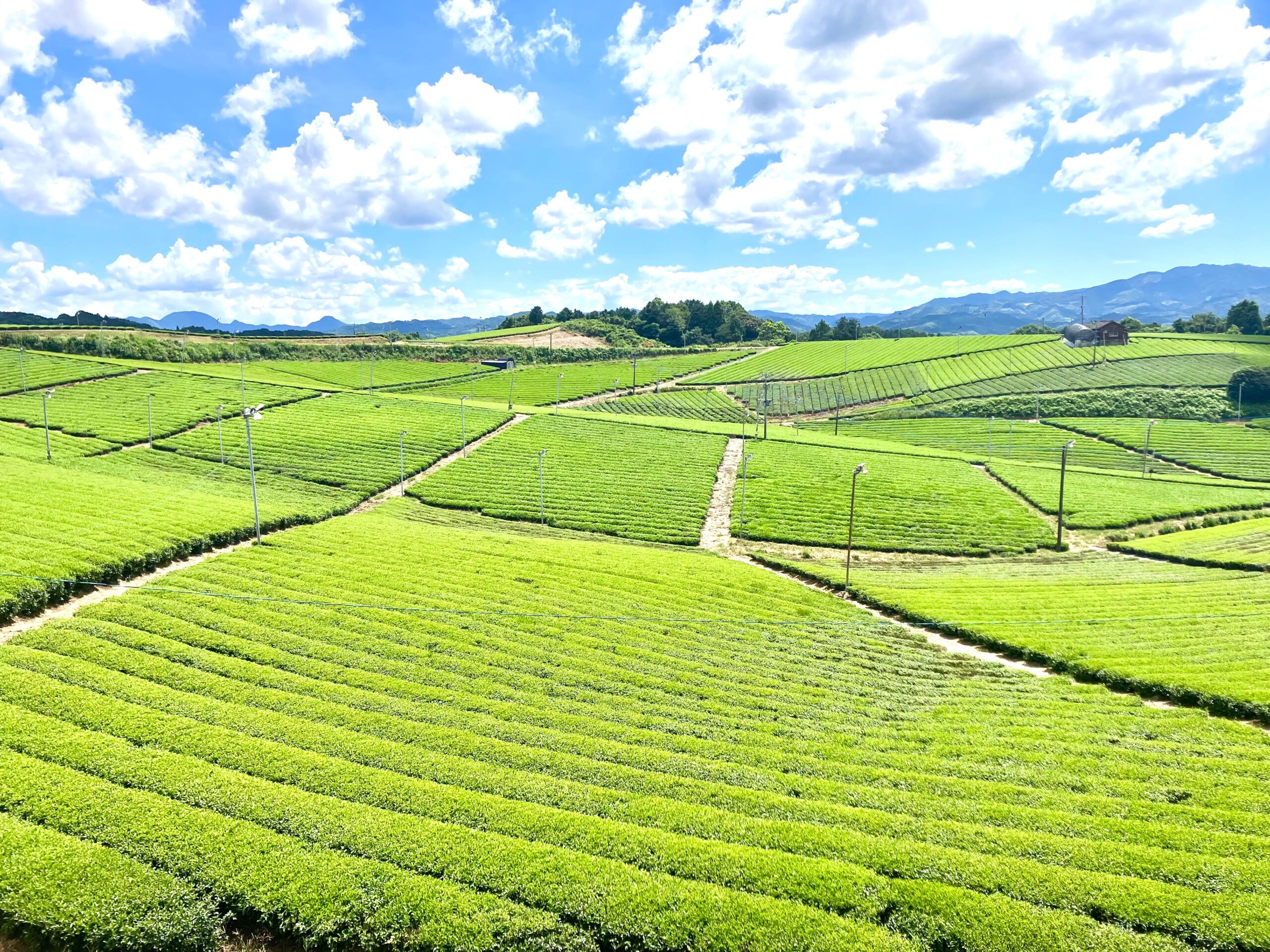 八女中央大茶園