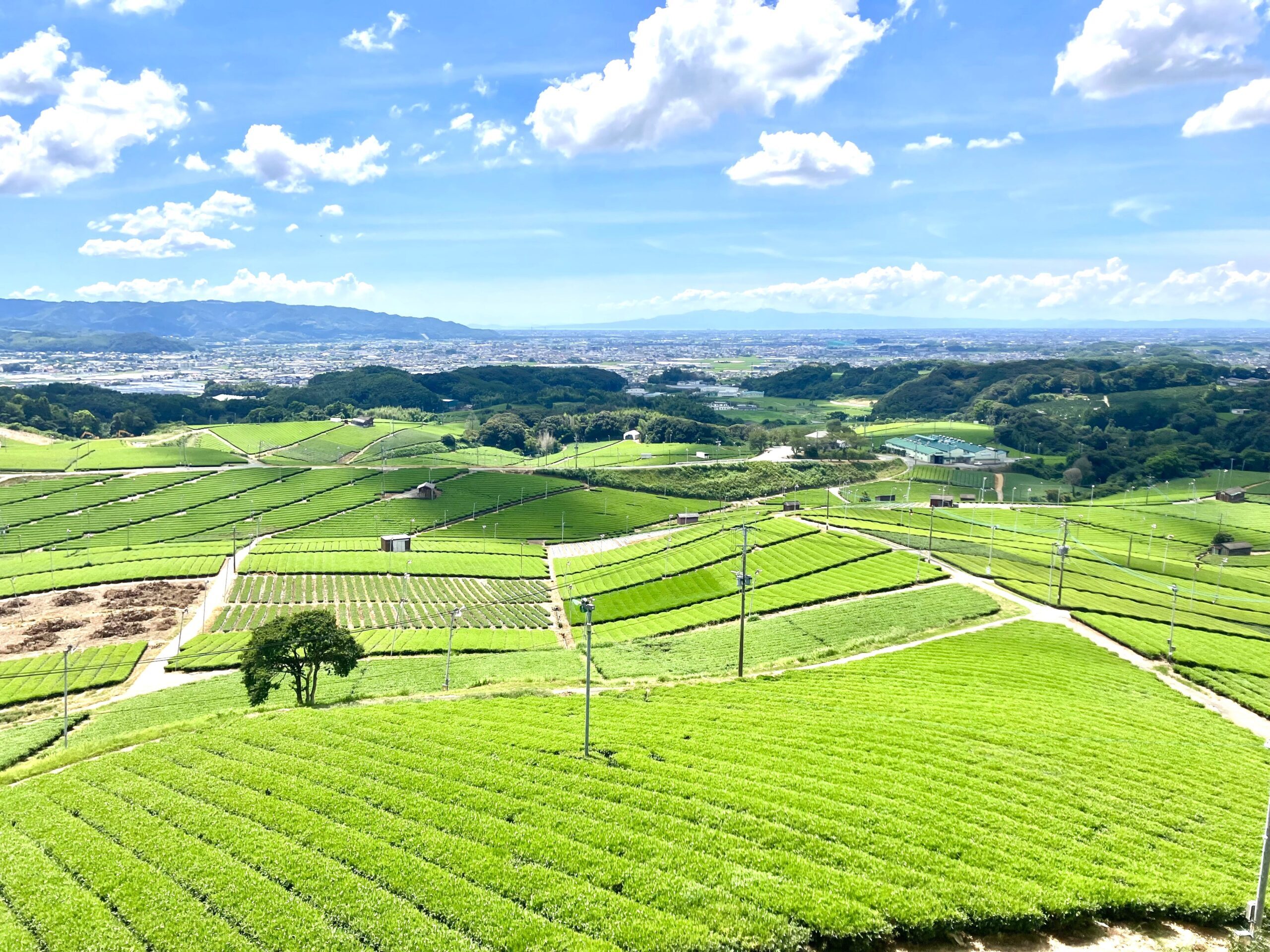 八女中央大茶園