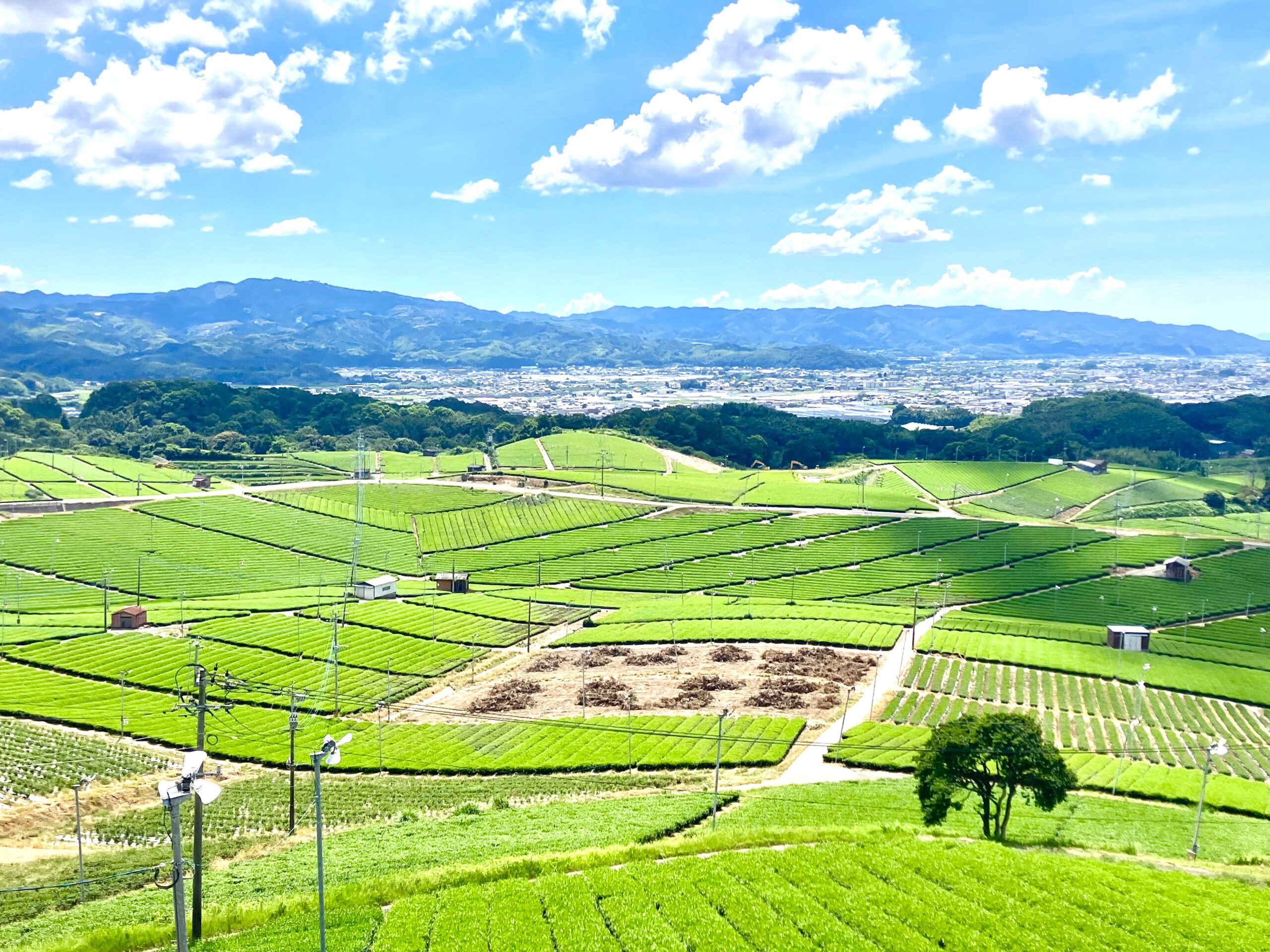 八女中央大茶園