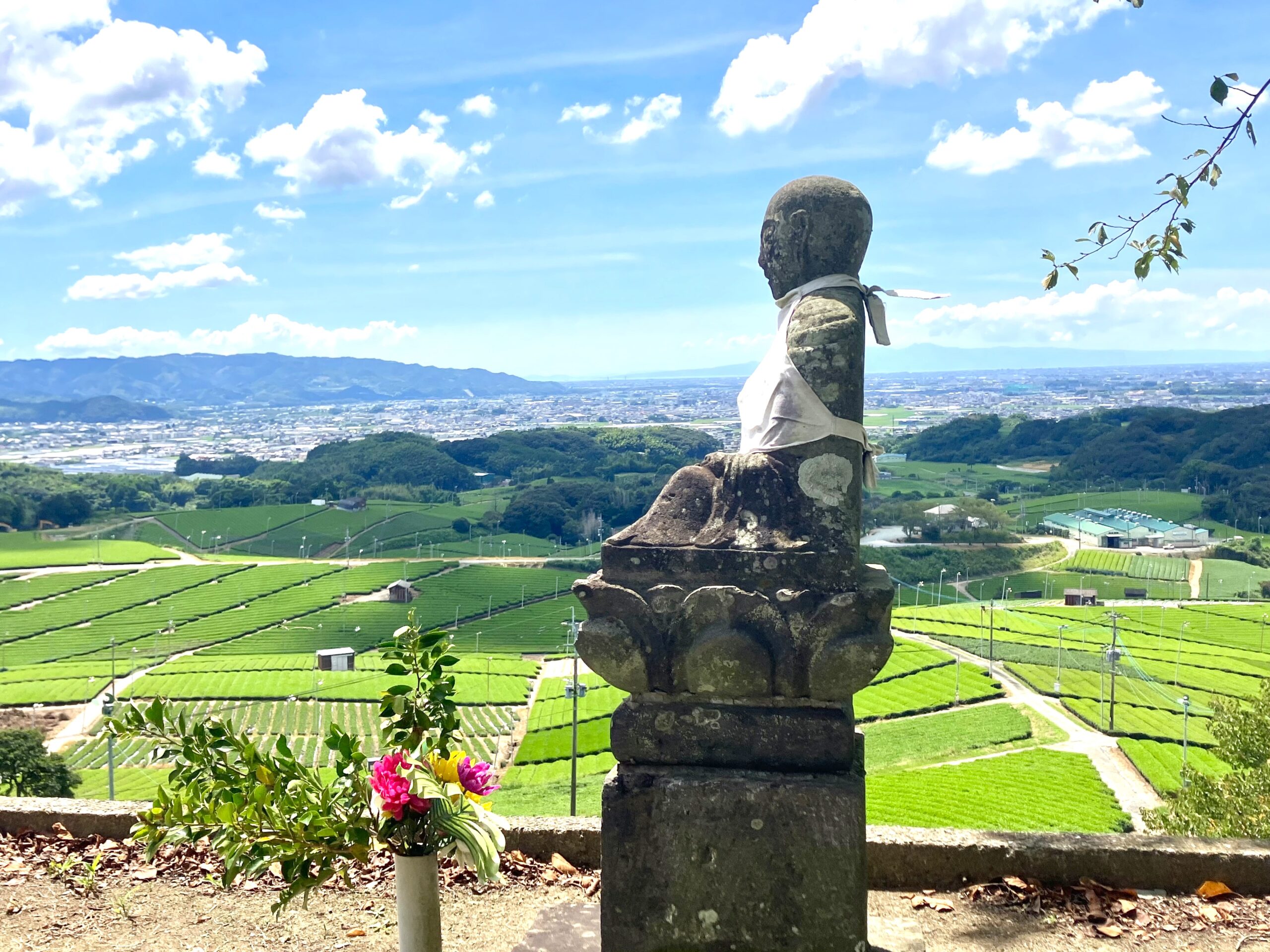 八女中央大茶園