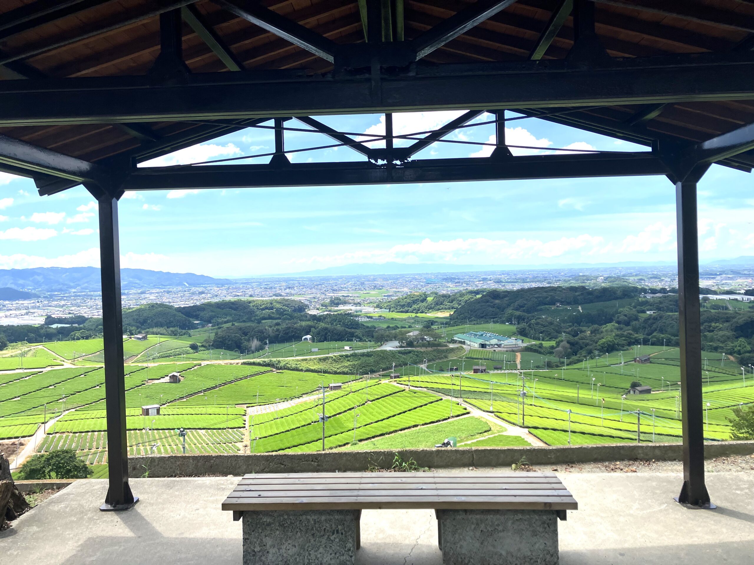 八女中央大茶園