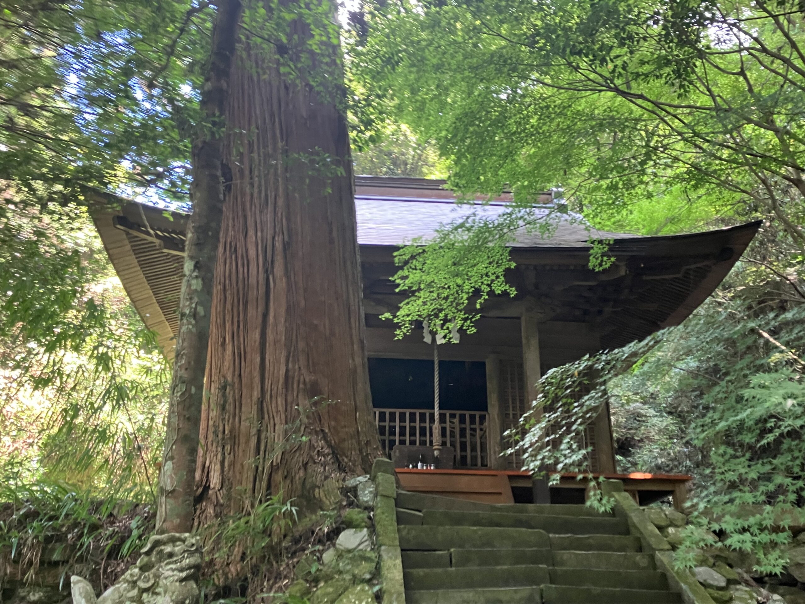 室山熊野神社拝殿と巨杉