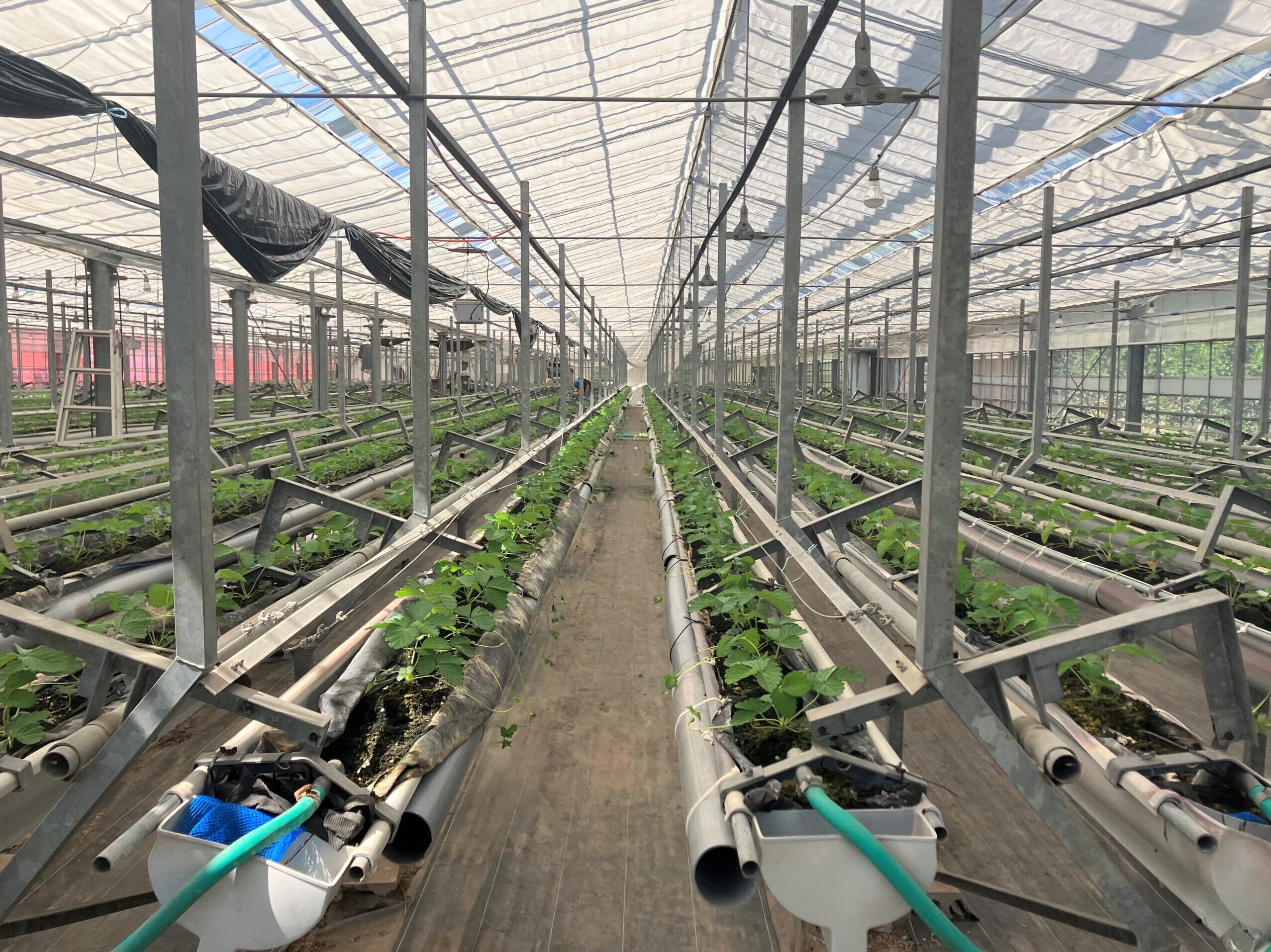 夢ファーム シュシュ