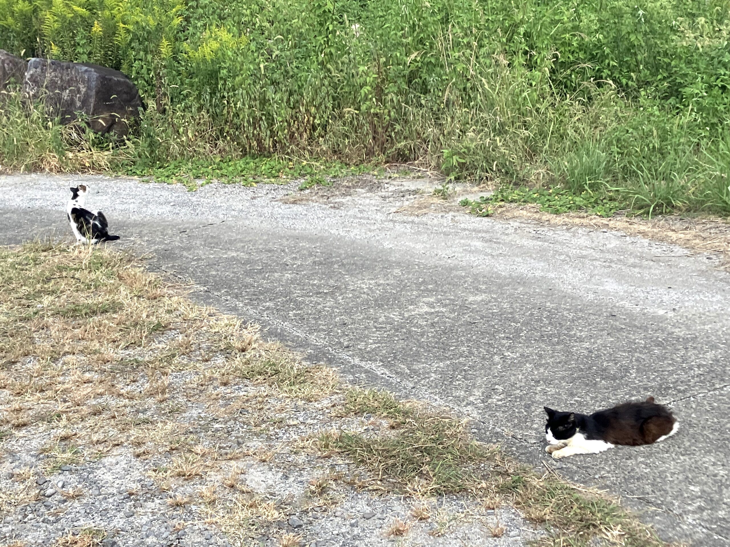 海中道路横の猫チャンズ