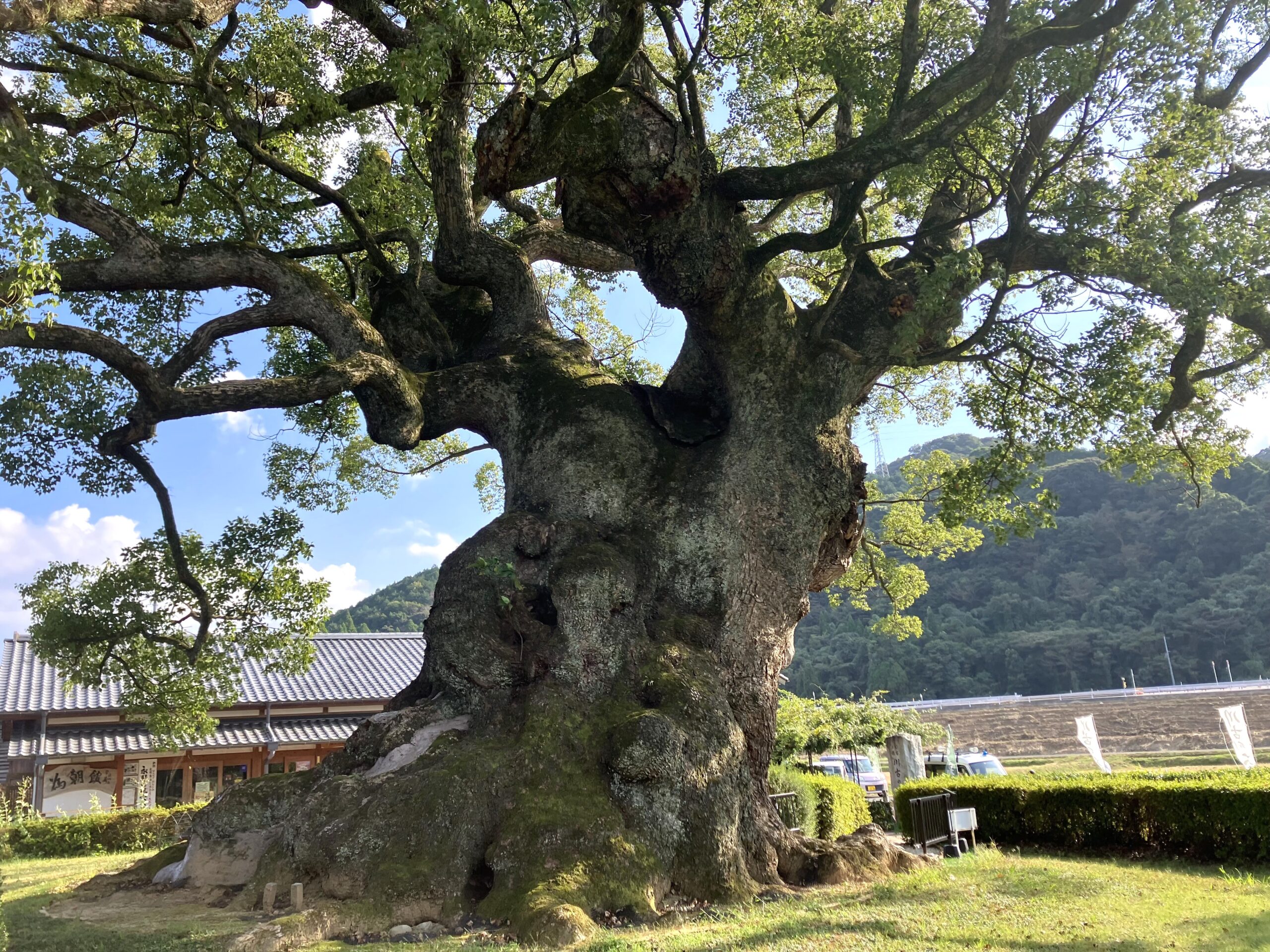 川古の大楠