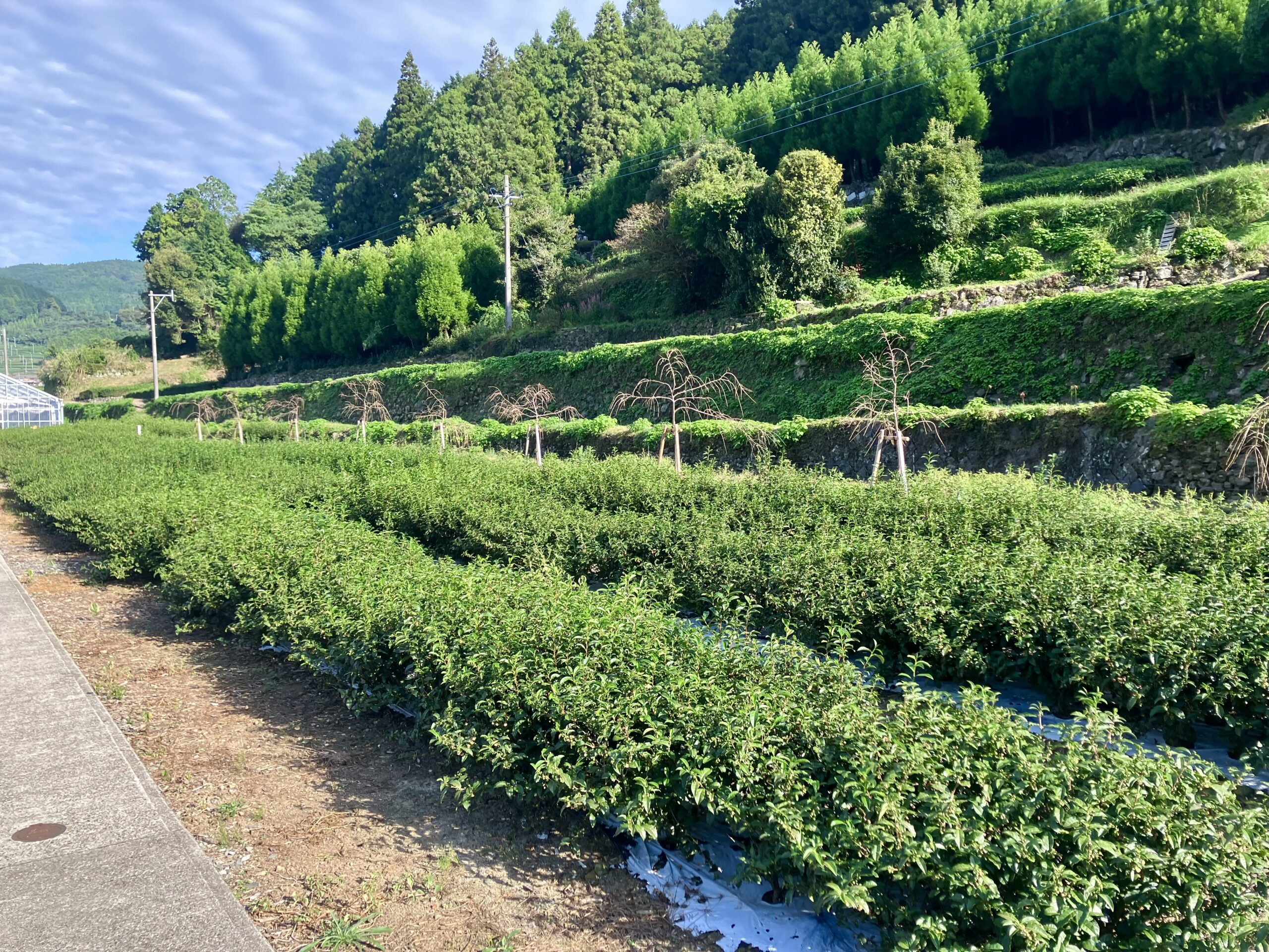 うれしの茶交流館