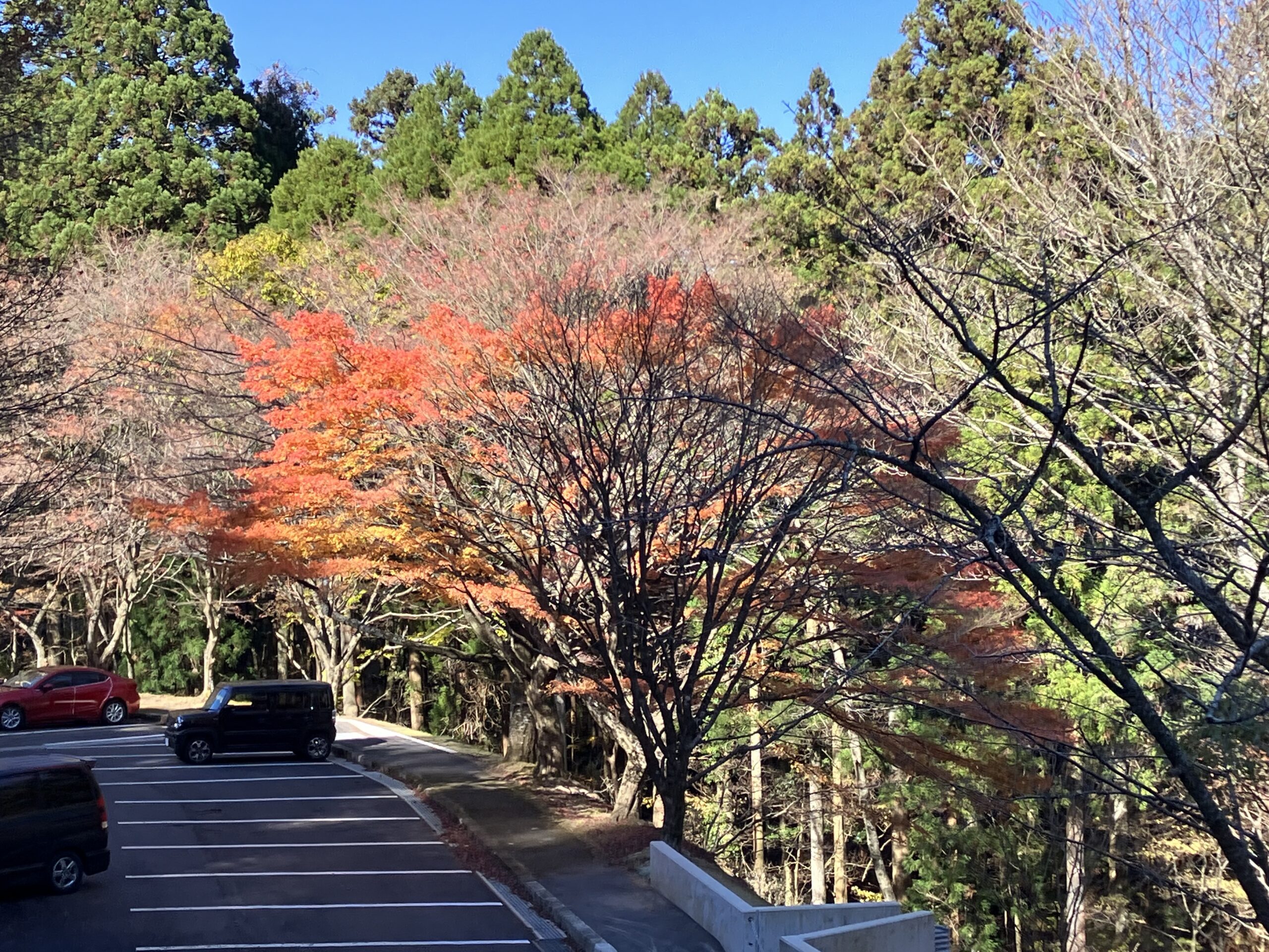 高住神社の紅葉