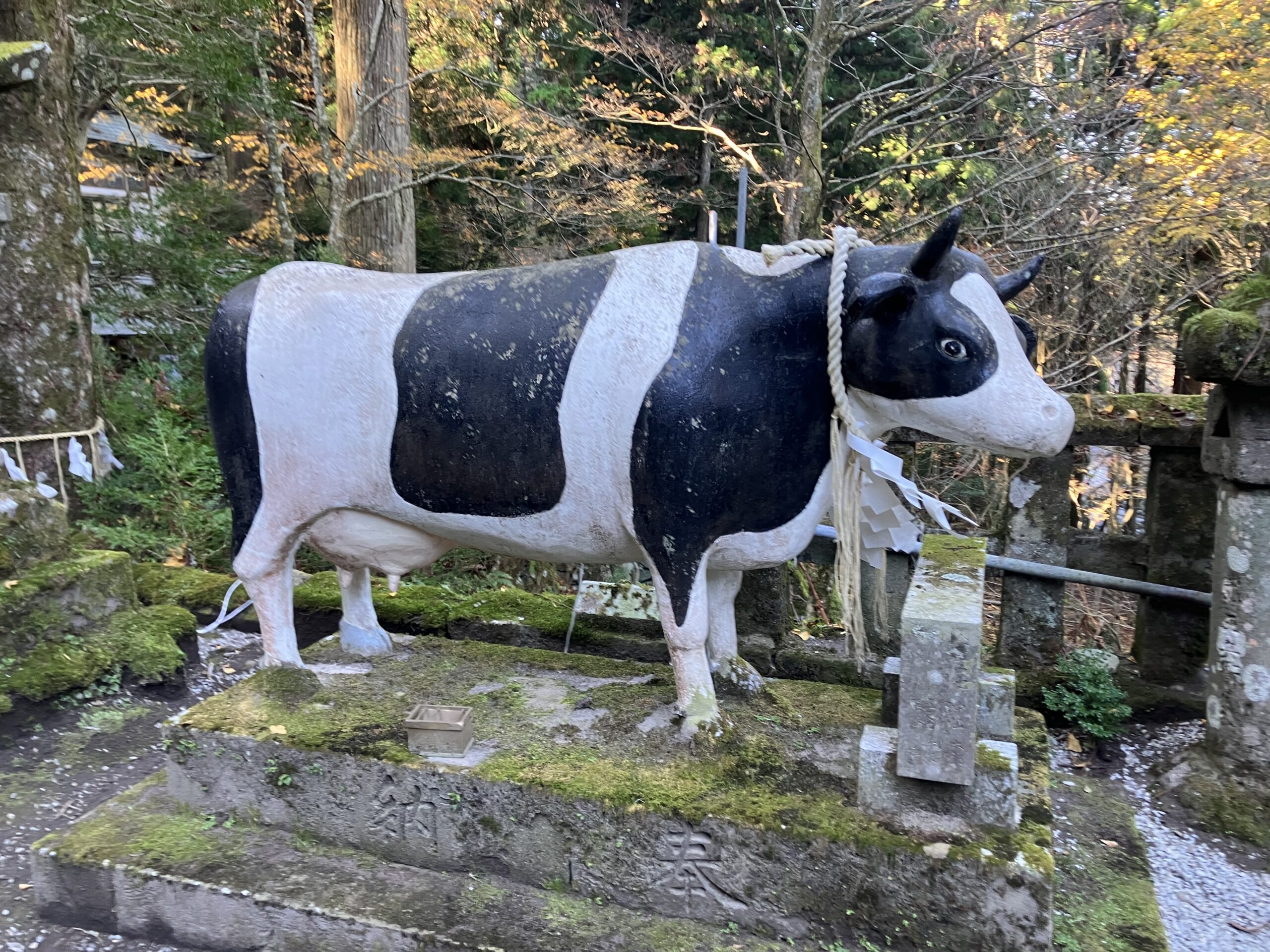 ホルスタインの御神牛