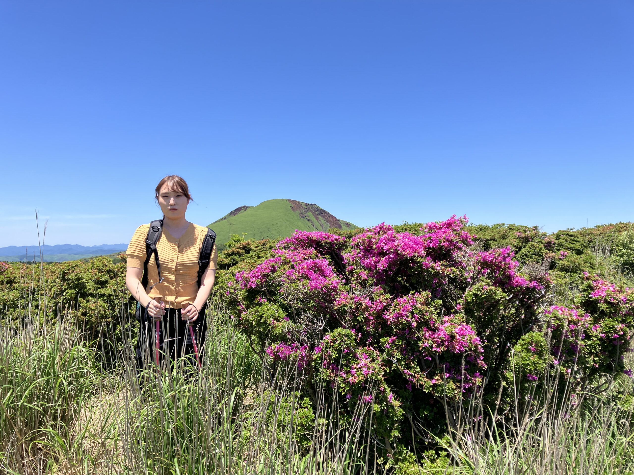 ミヤマキリシマ