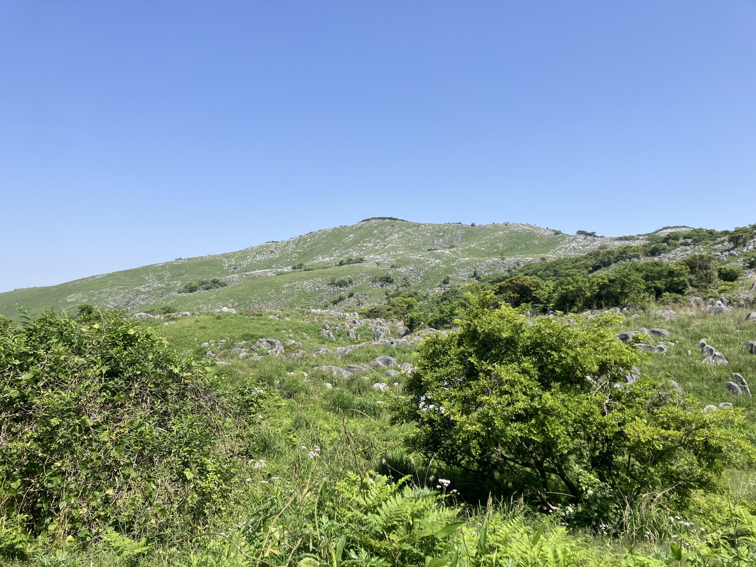 大平山の羊群原
