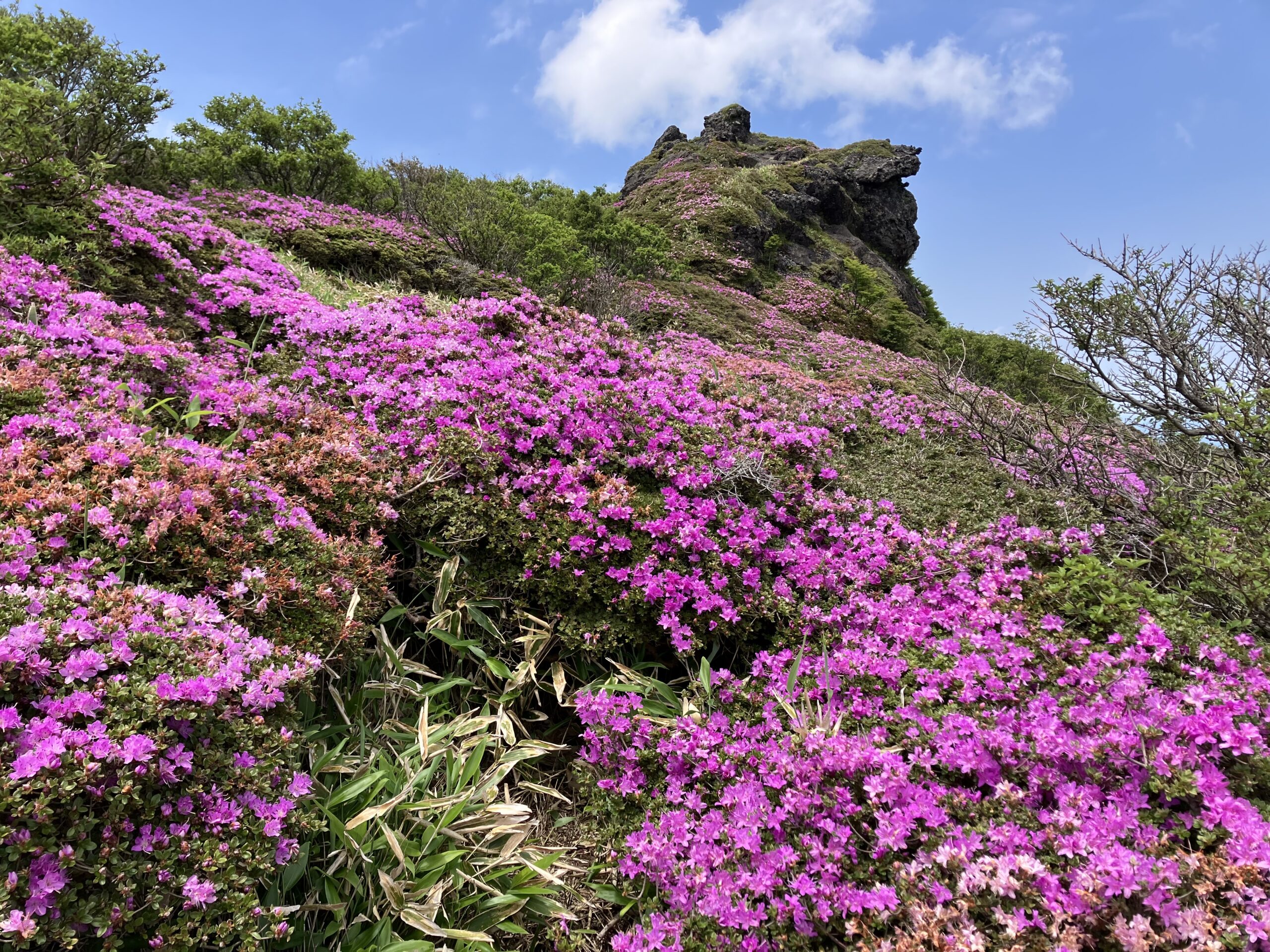 ミヤマキリシマ