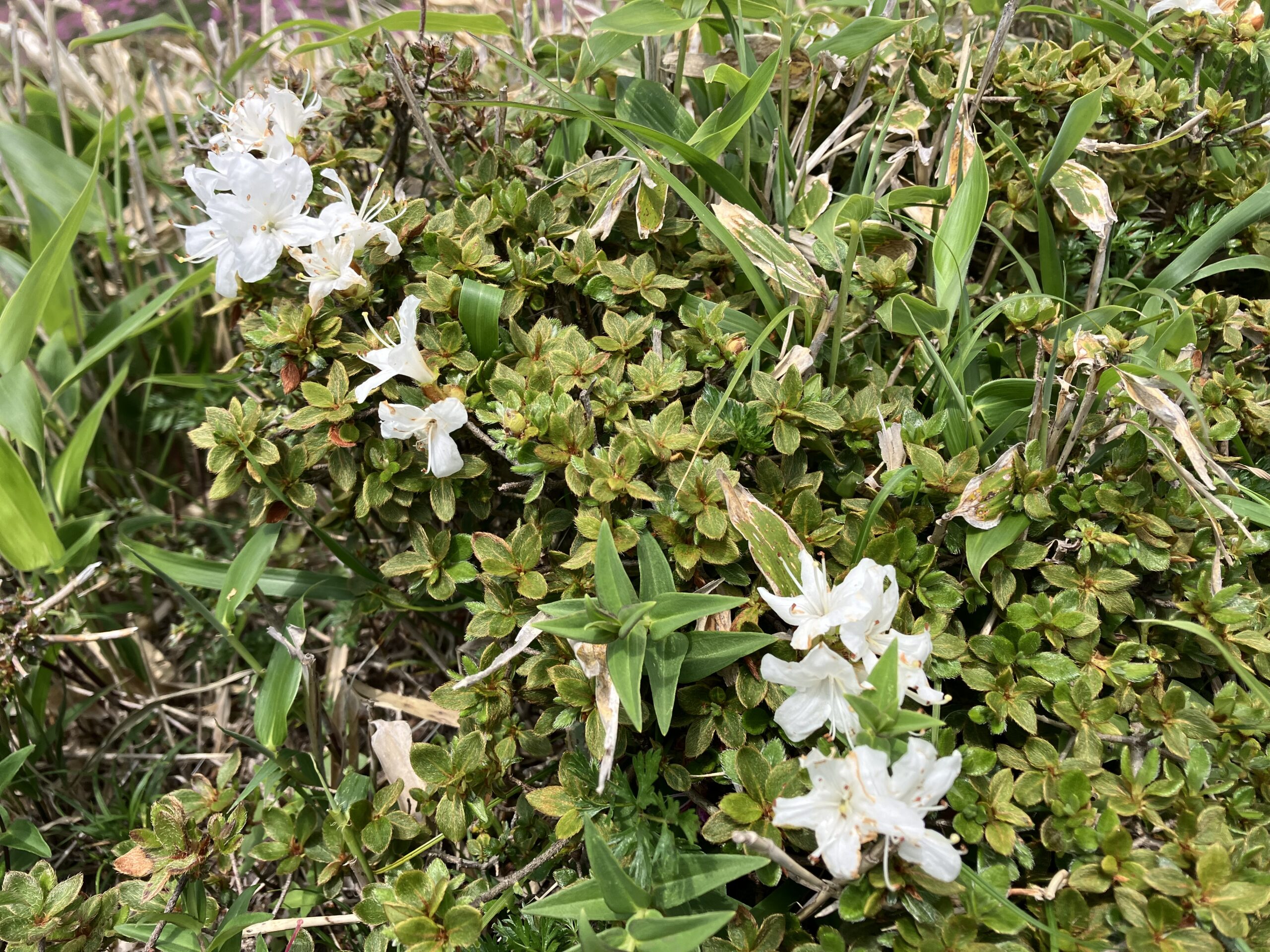 白いミヤマキリシマ