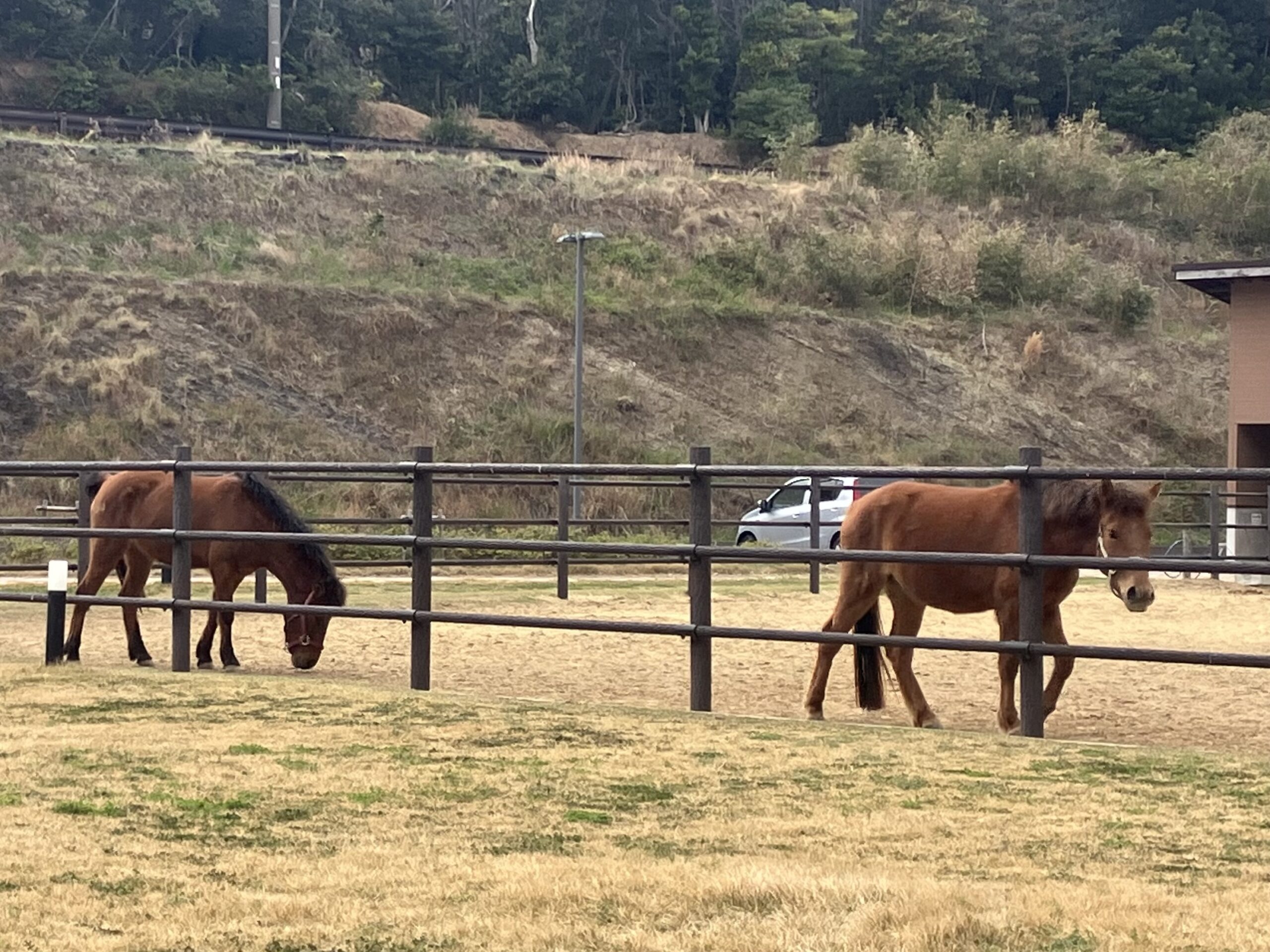 あそうベイパークの対州馬