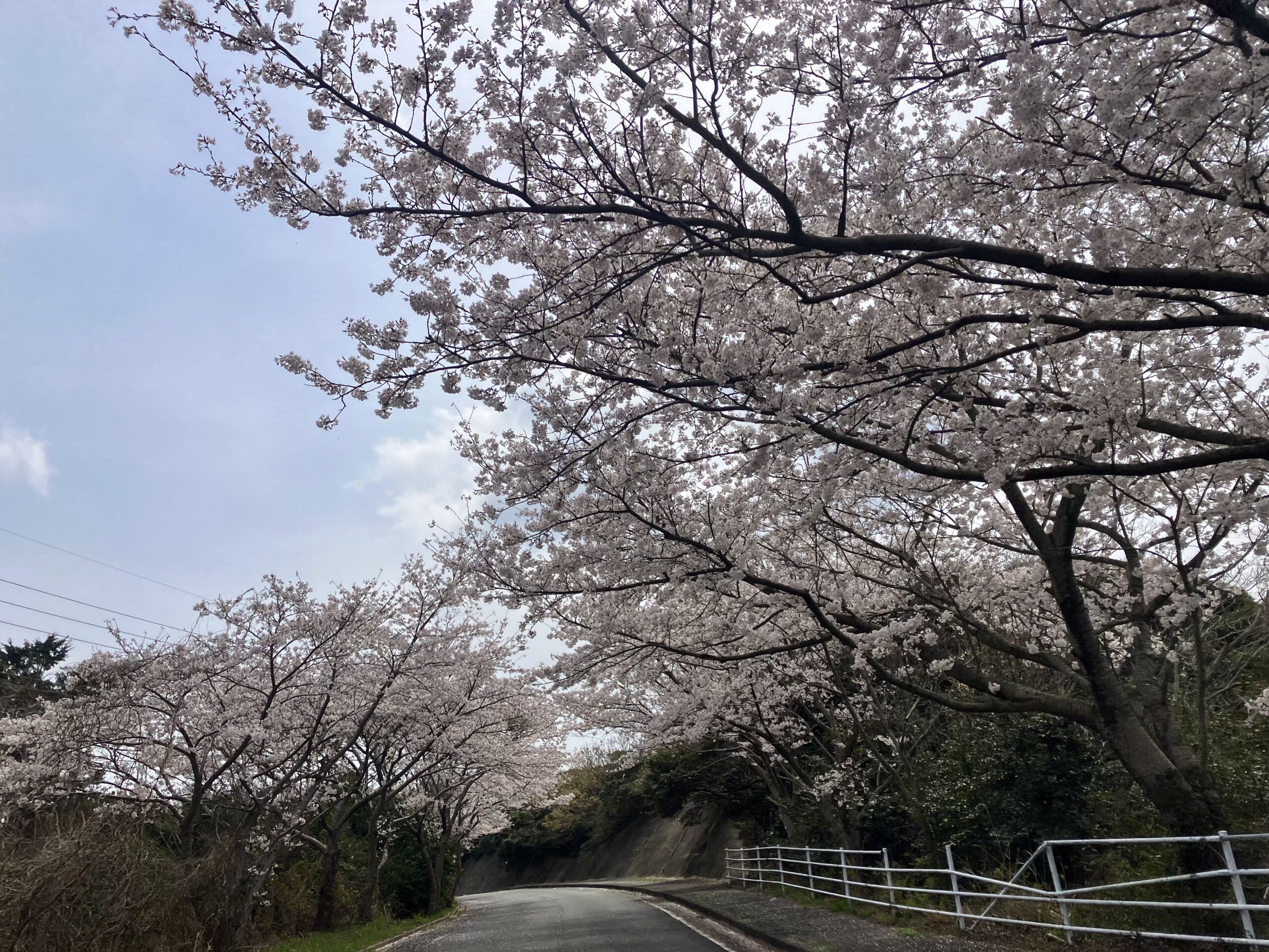 対馬の桜