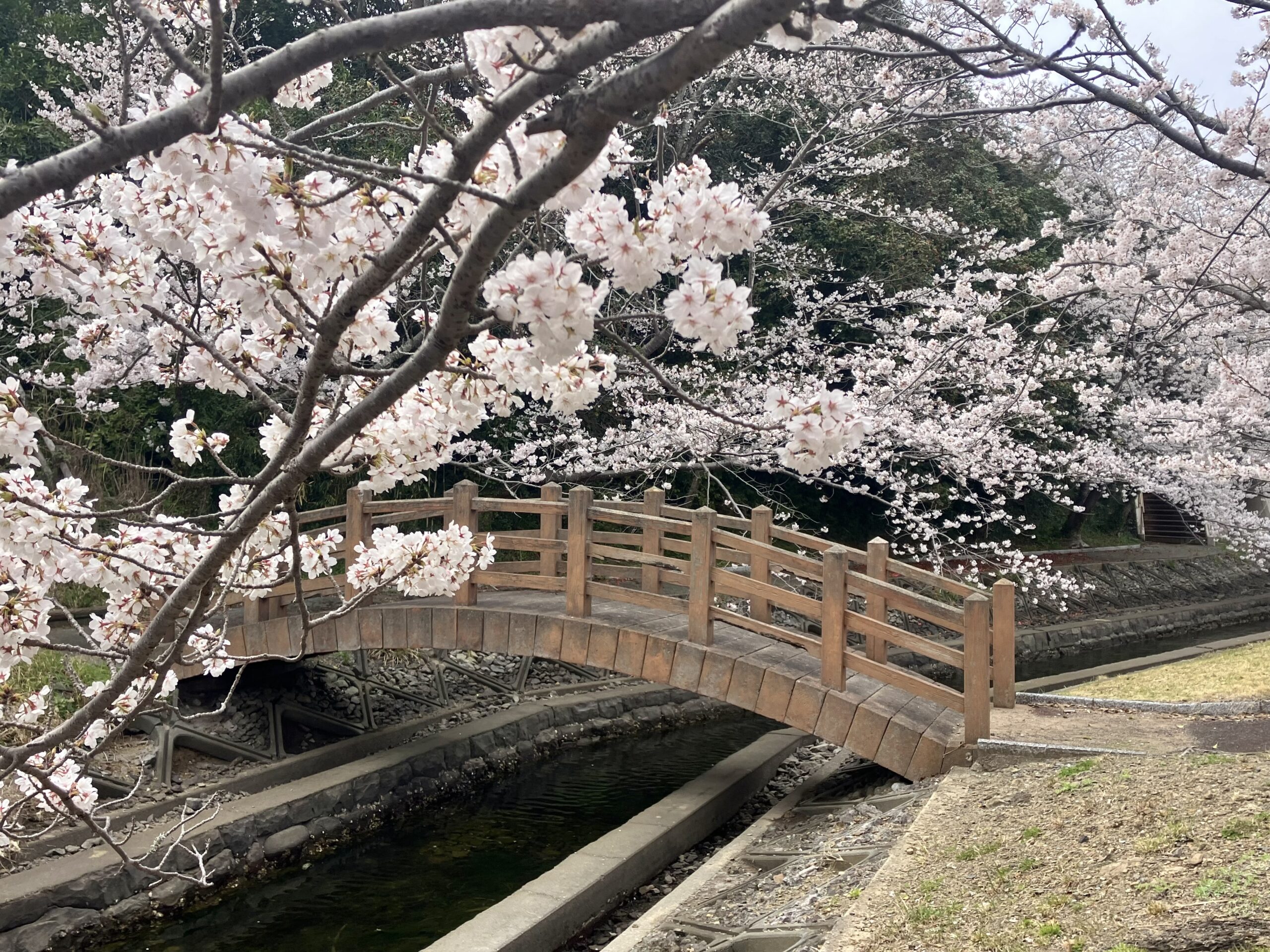 対馬の桜