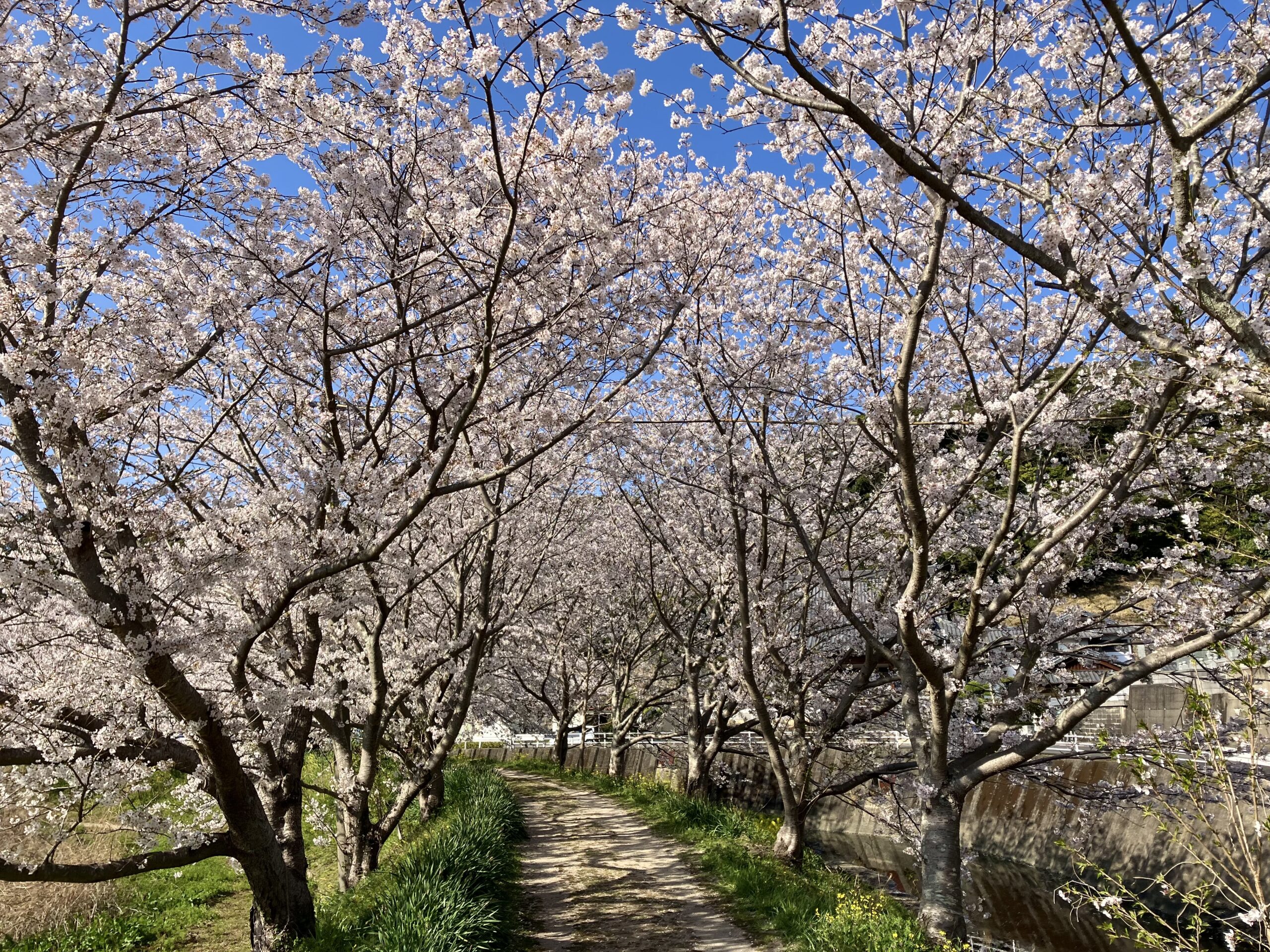 対馬の桜