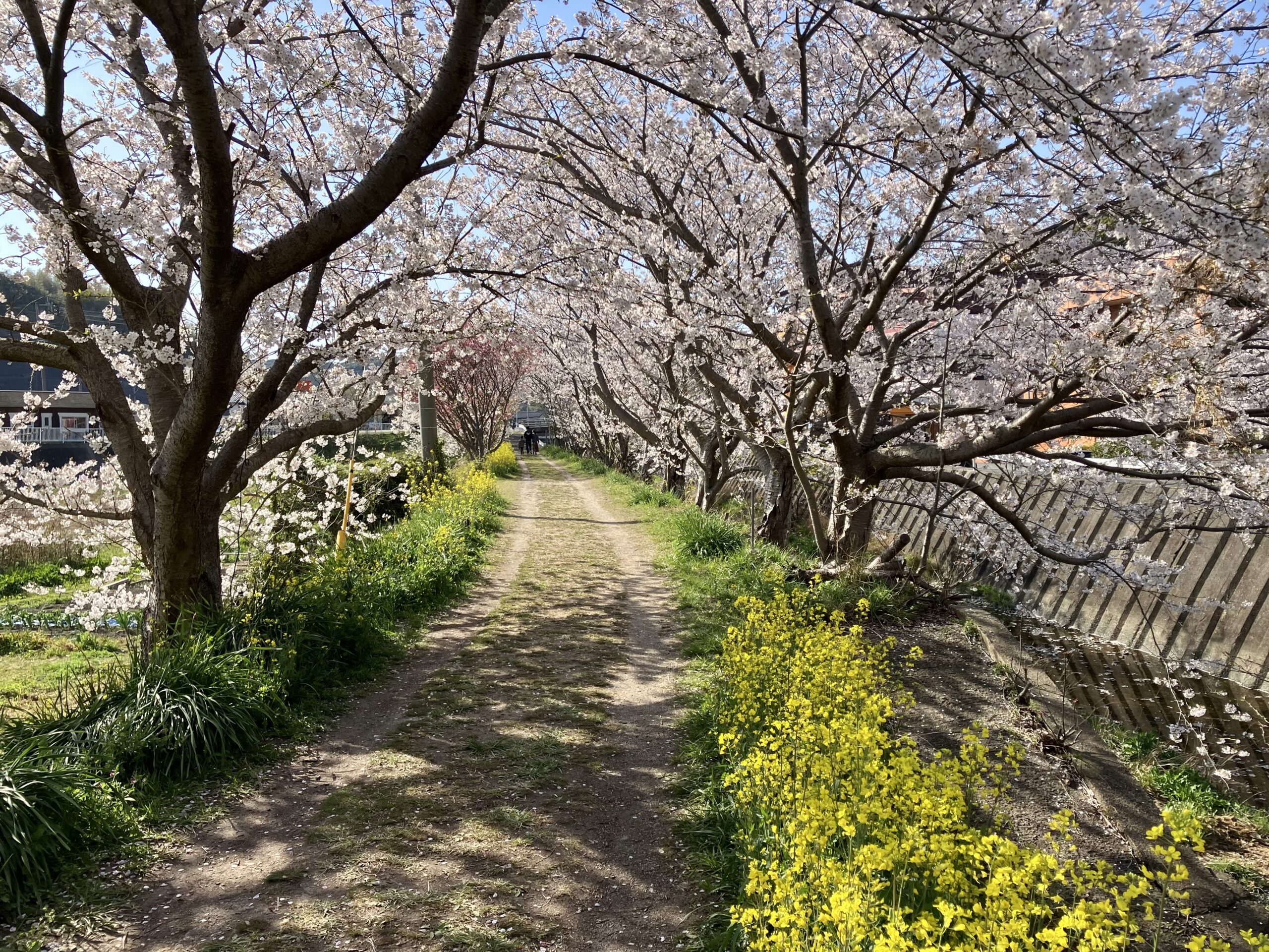 対馬の桜