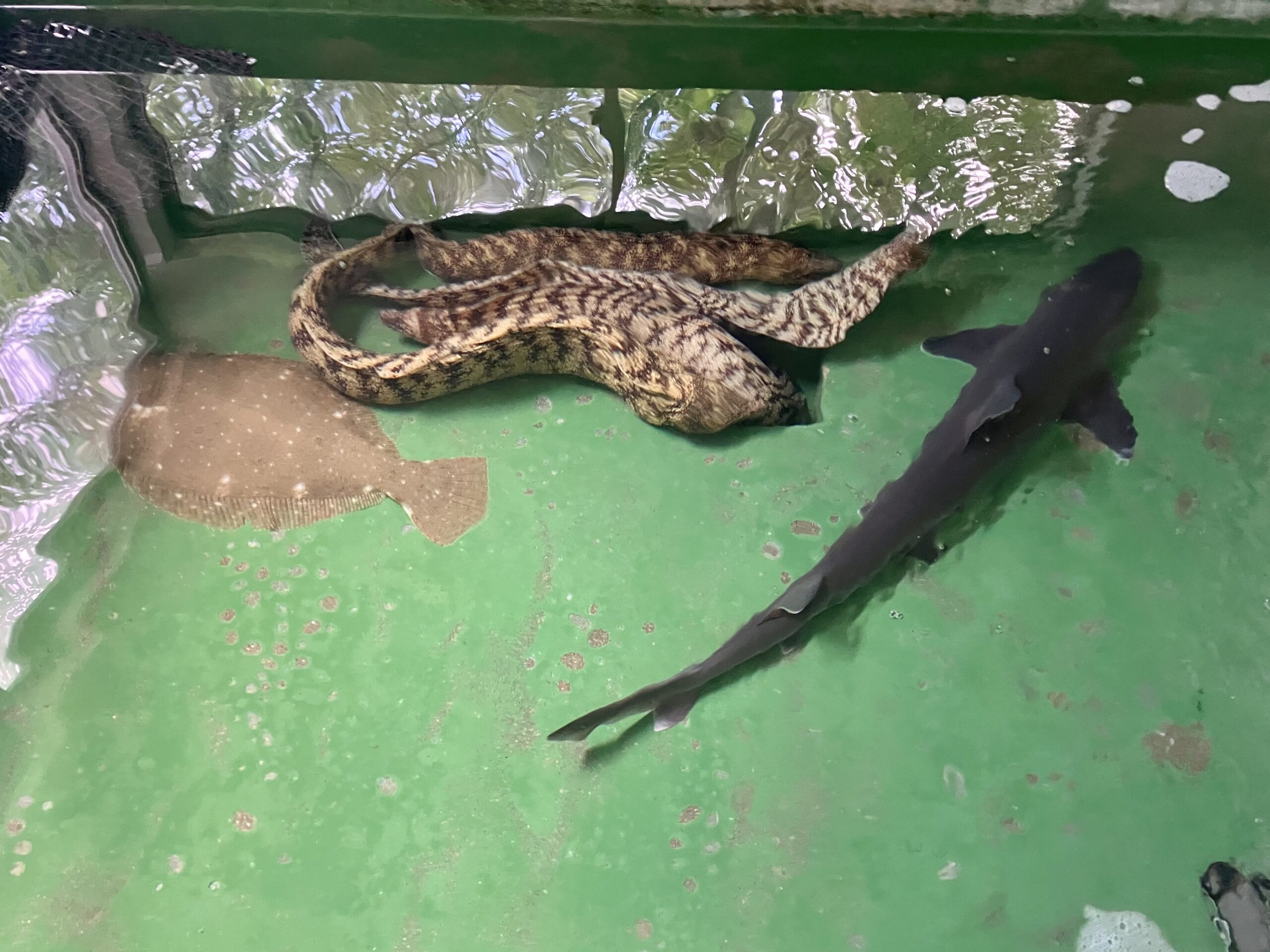 ウツボ料理が名物